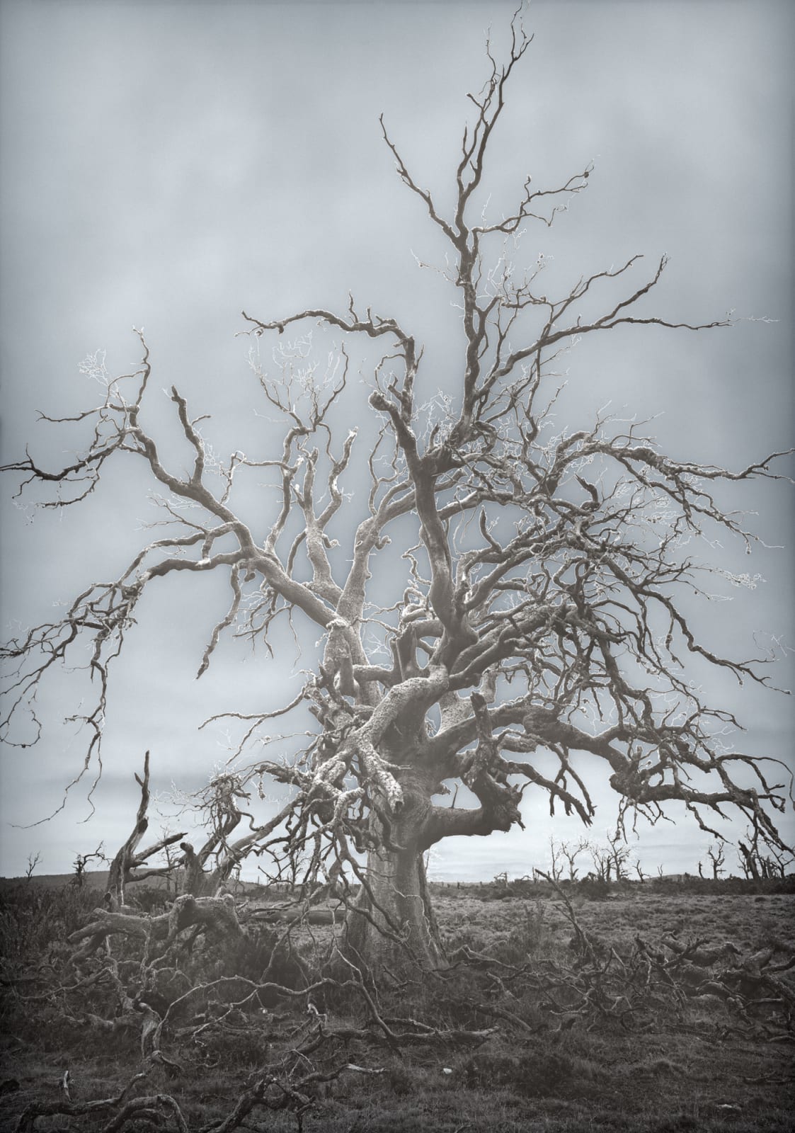 David Stephenson, 2021/33 Near yingina/Great Lake, 2021