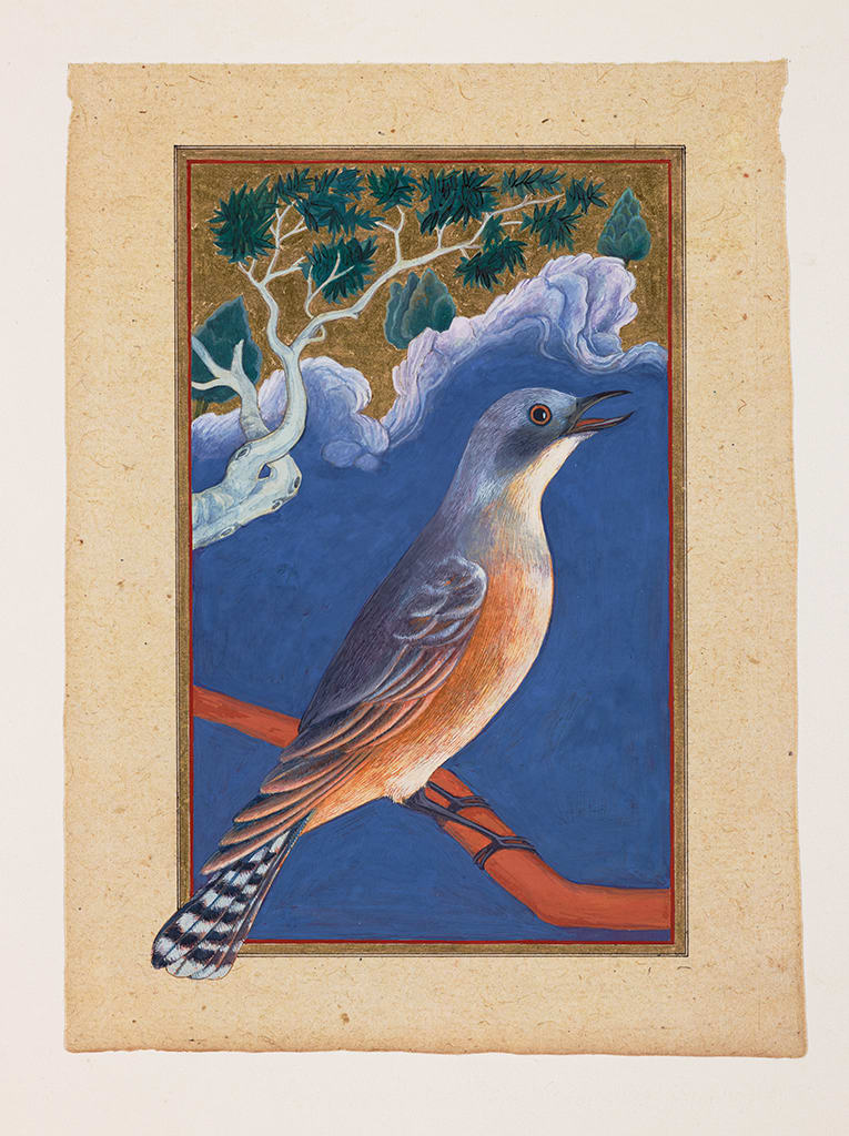 Sue Lovegrove, Fan-tailed Cuckoo, Cacomantis flabelliformis, 2015