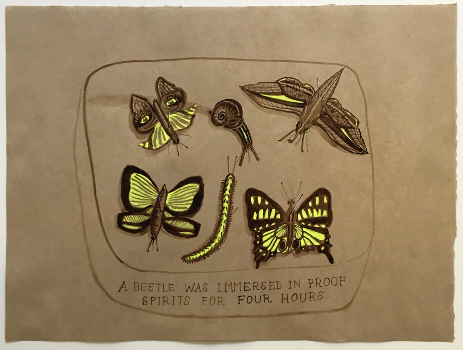 Joan Ross, A beetle was immersed in proof spirits for four hours, 2019