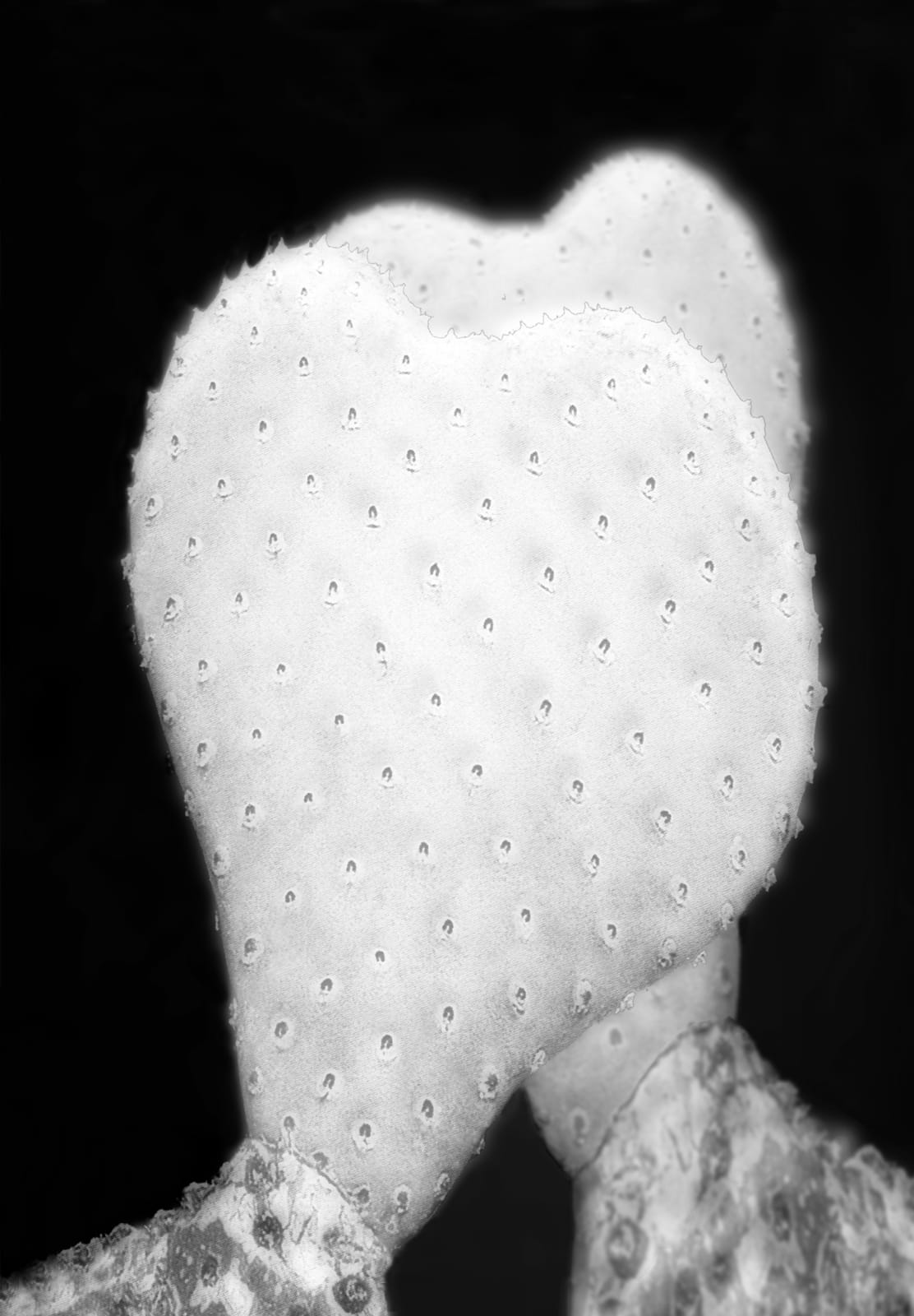Pat Brassington, Shadow Boxer, 2013