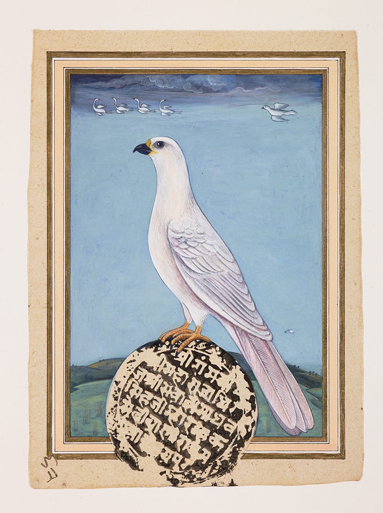Sue Lovegrove, White Goshawk, Accipiter novaehollandiae, 2015