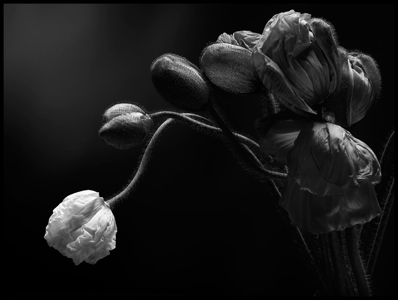 Peter Whyte, Emerging - Poppies 037, 2014