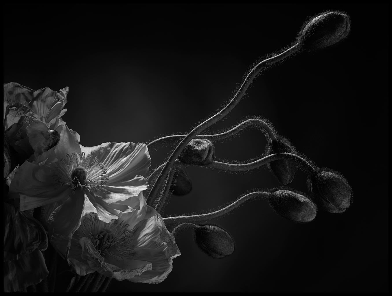 Peter Whyte, Emerging - Poppies 013, 2014
