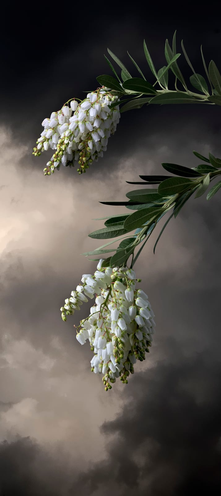 Valerie Sparks, Sanctuary Floral Series 1 - Andromeda, 2019