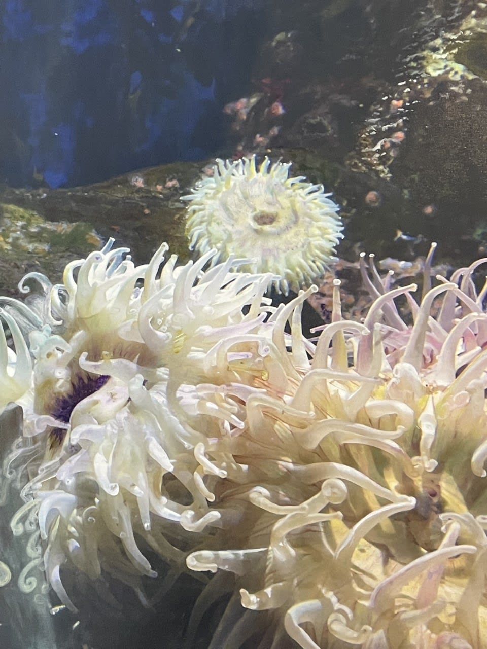 Andrea Leavitt, White, Orchid And Chartreuse Anemones