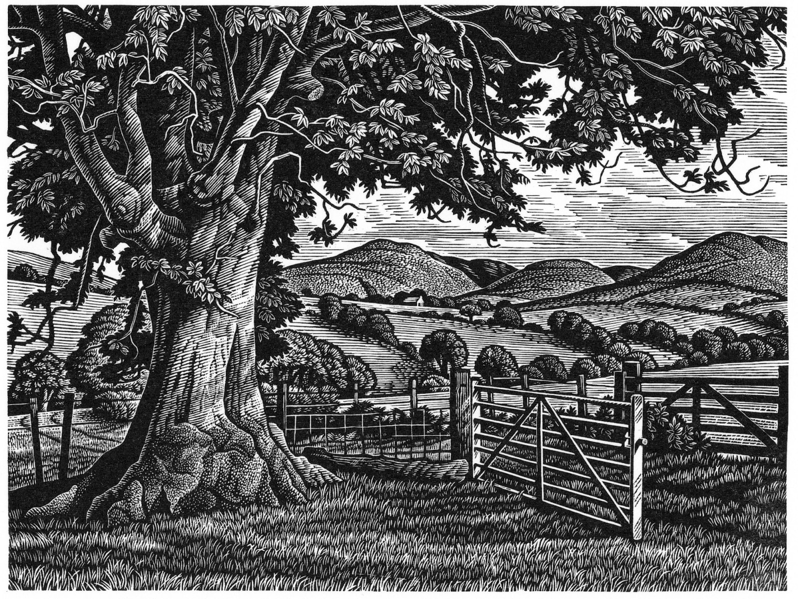 Howard Phipps ARE, Wayside Ash Tree