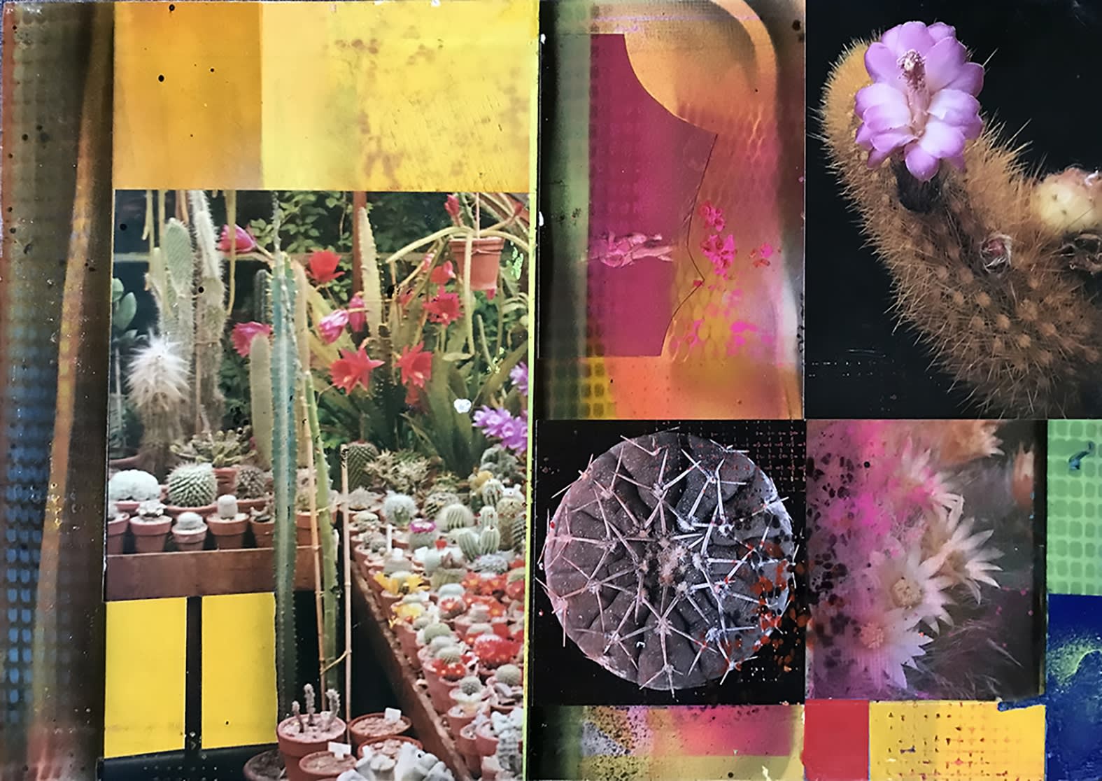 David Ferry PRE, Cacti Garden 15