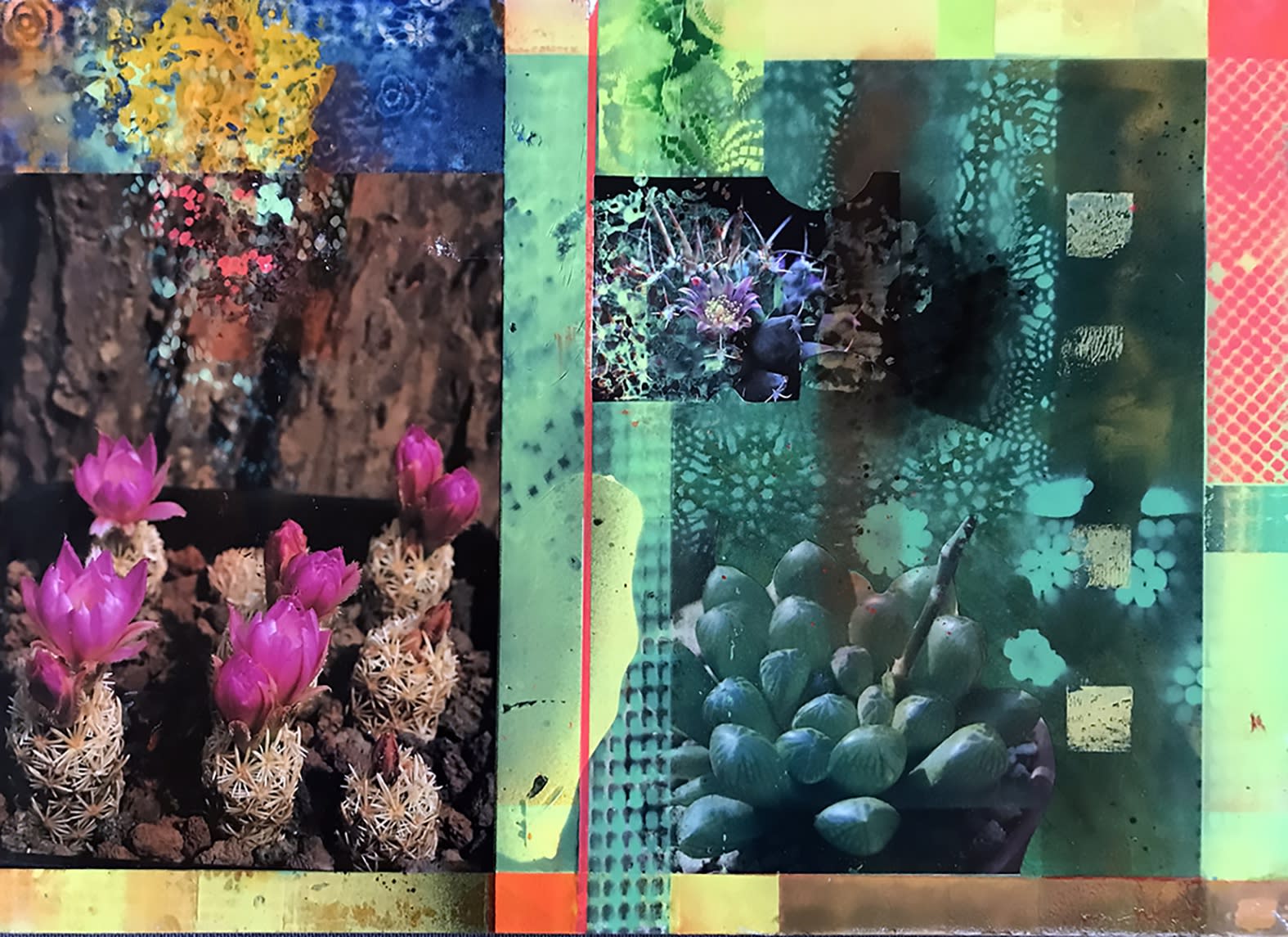 David Ferry PRE, Cacti Garden 6