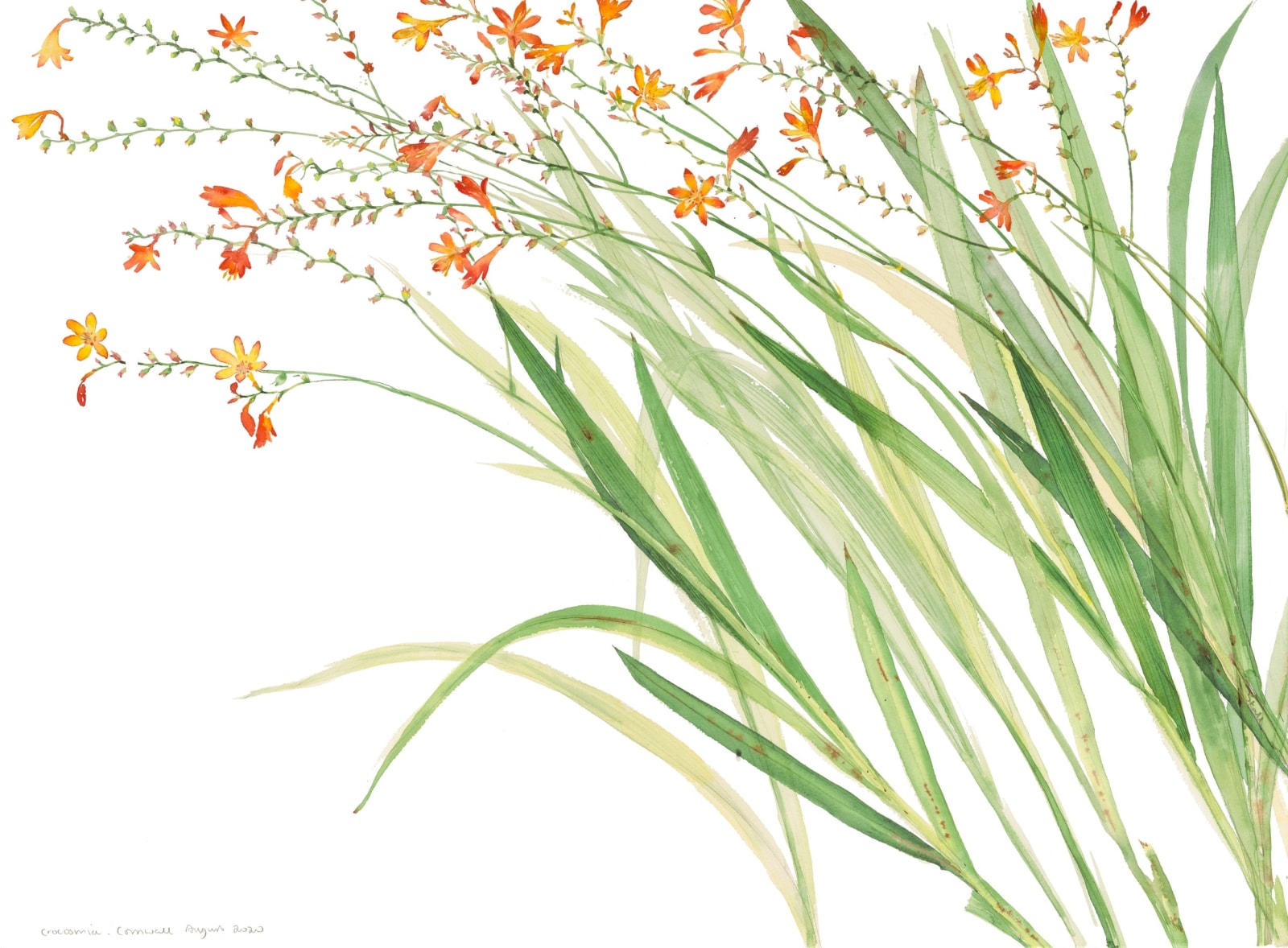Emma Chambers RWS, Cornish Crocosmia