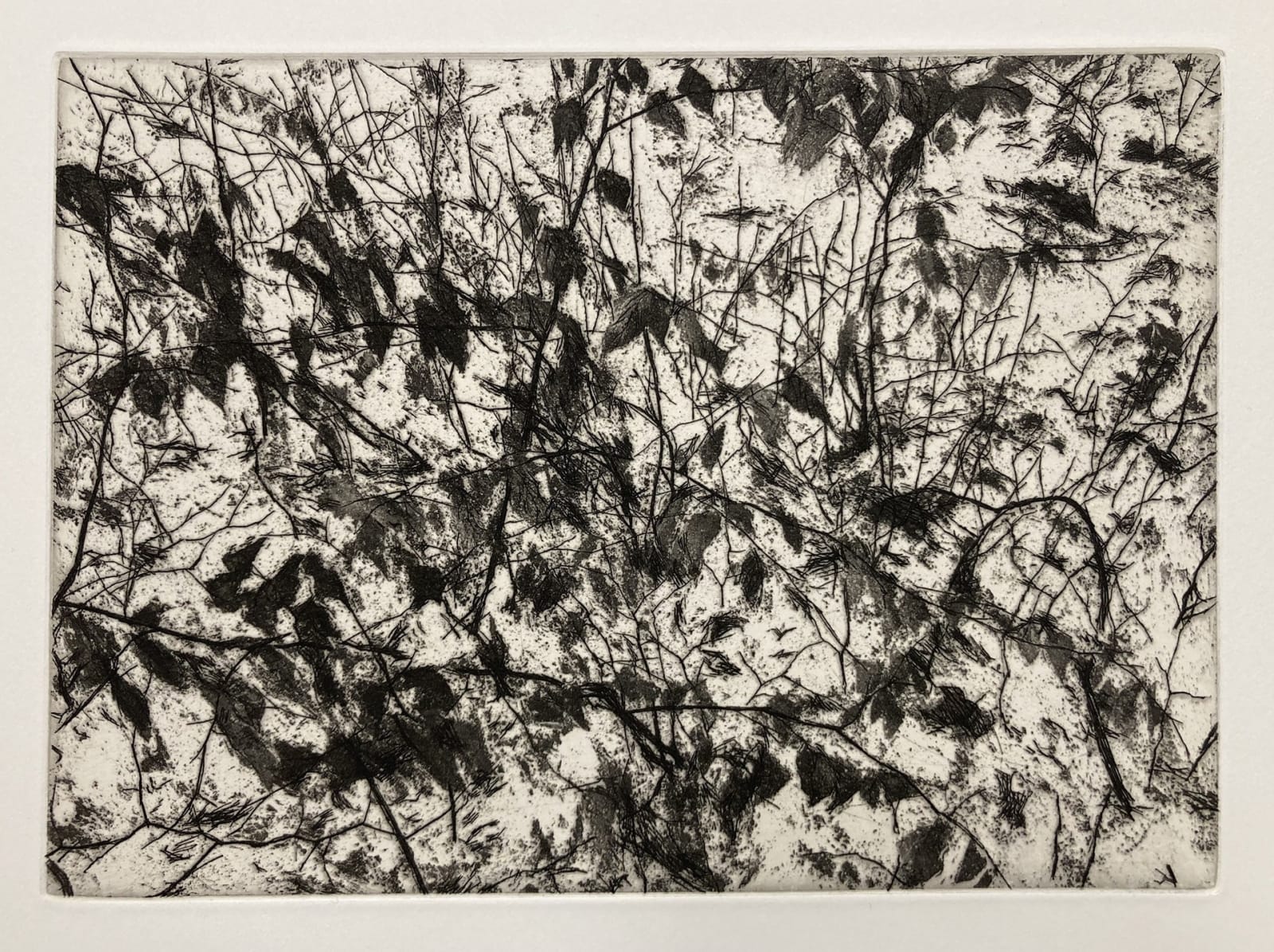 David Sully ARE, Saplings in the Snow