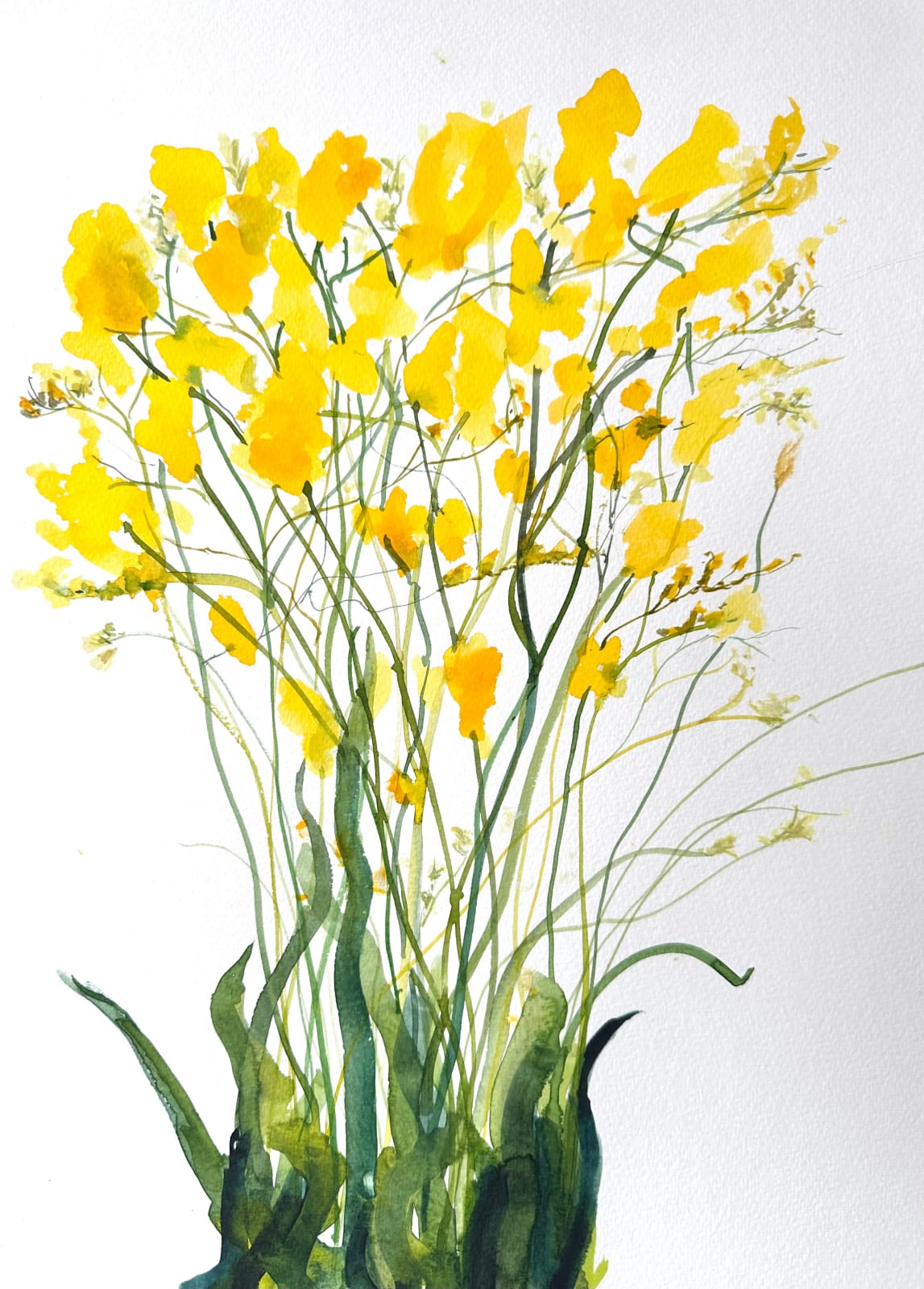 David Rees Davies ARWS, Freesias