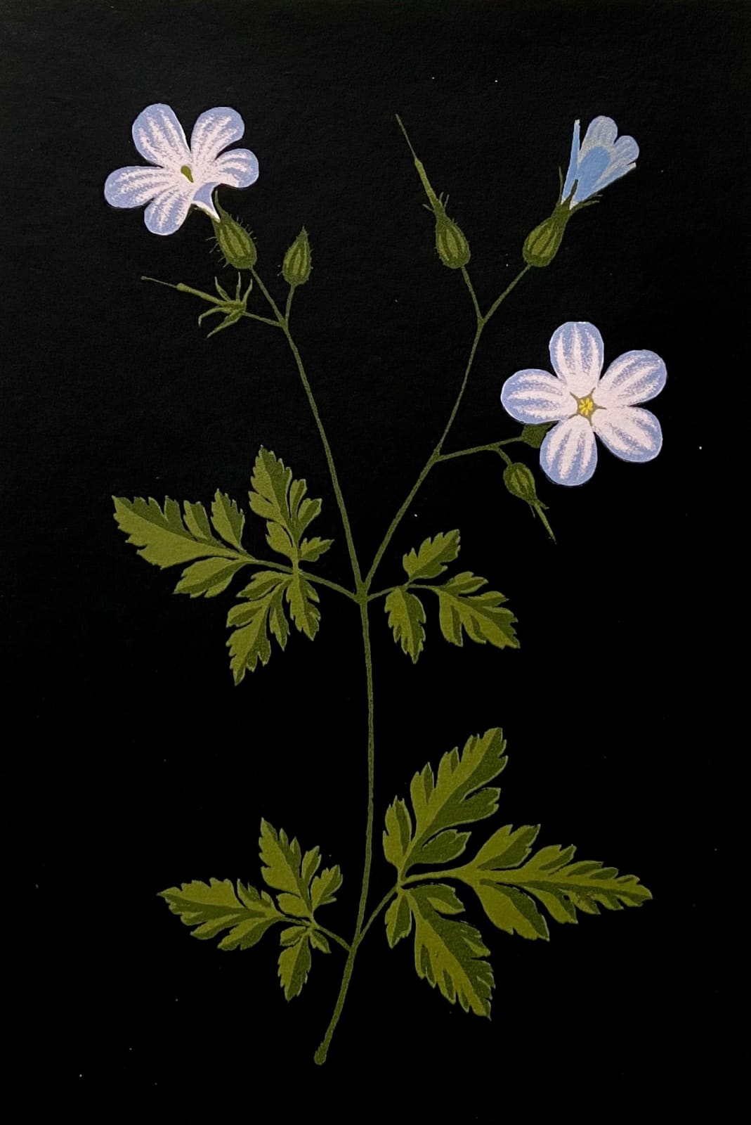 Martin Grover ARE, Herb Robert