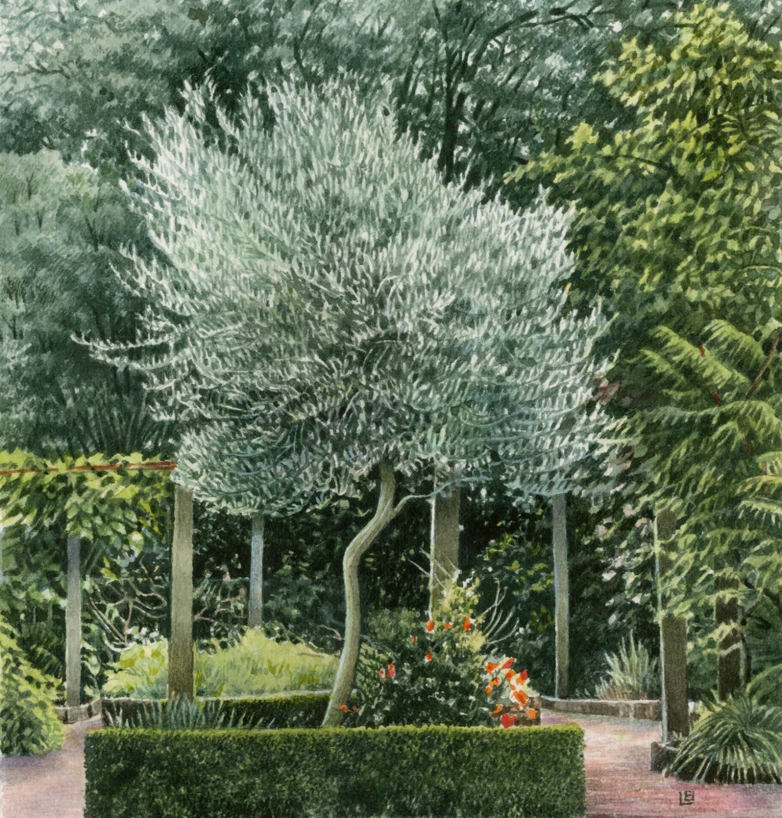 Liz Butler RWS, Olive Tree after a Prune