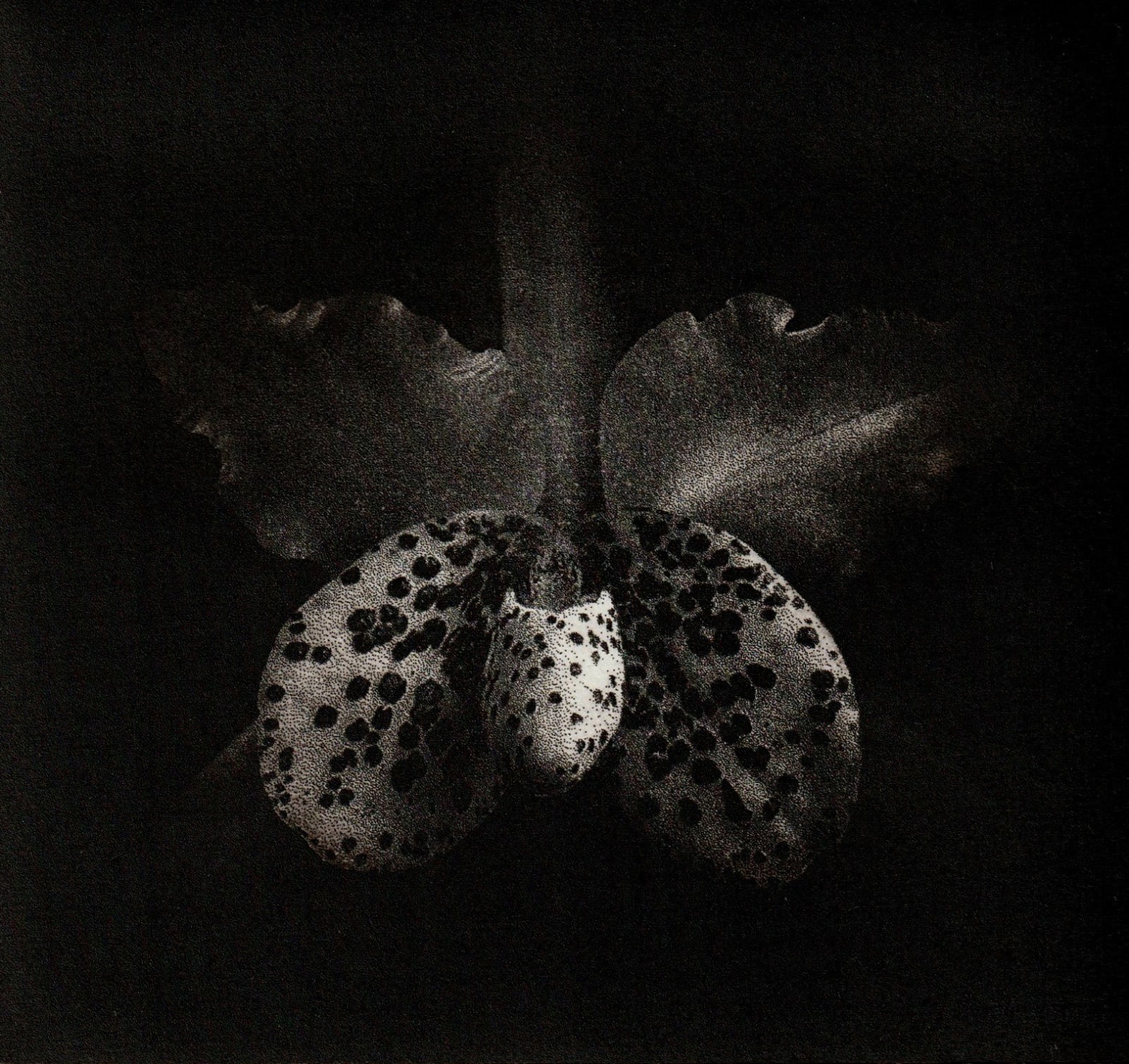 Sue Wyllie Student RE, Paphiobrassaleya