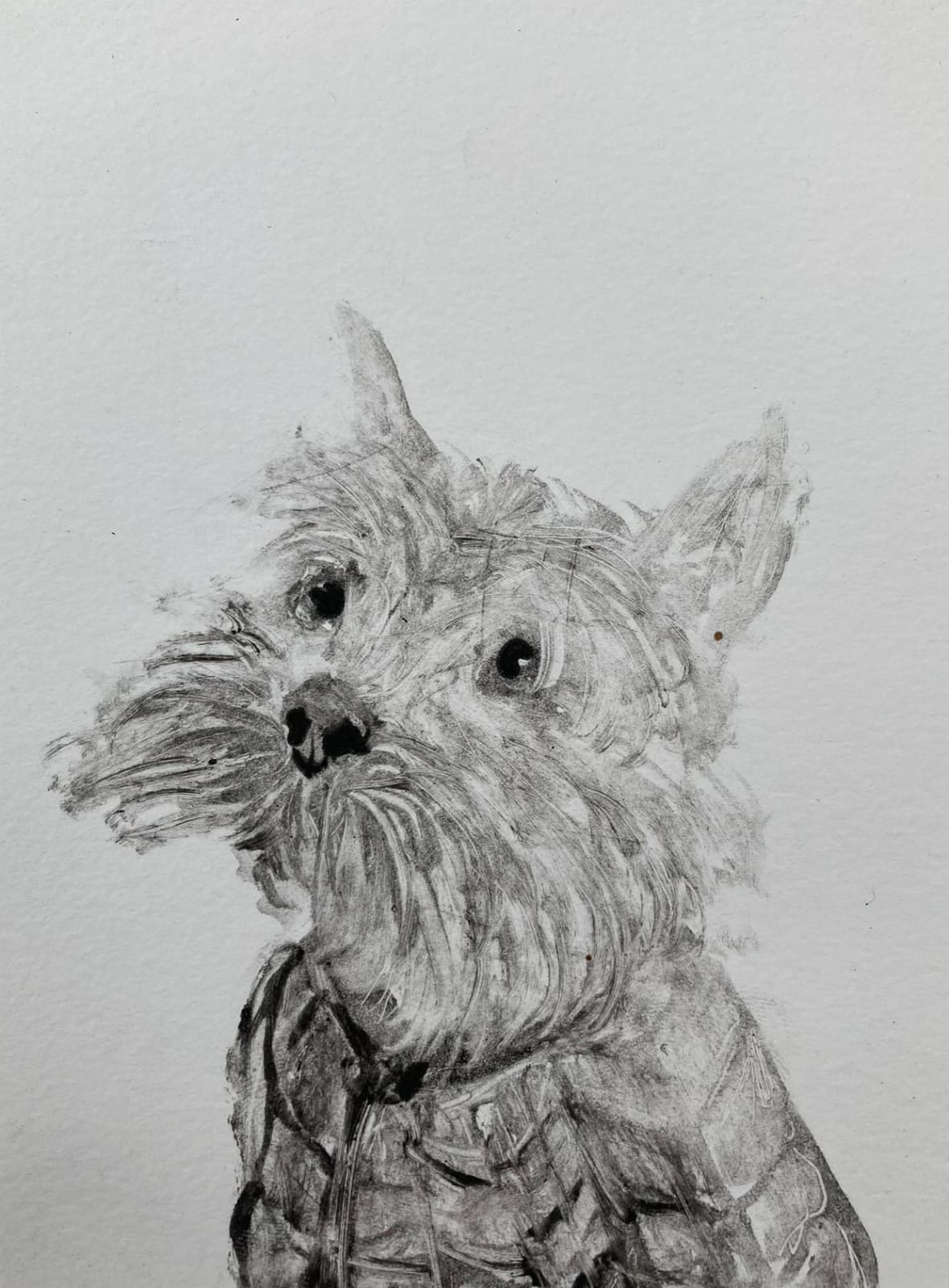 Chris Salmon RE, Yorkie