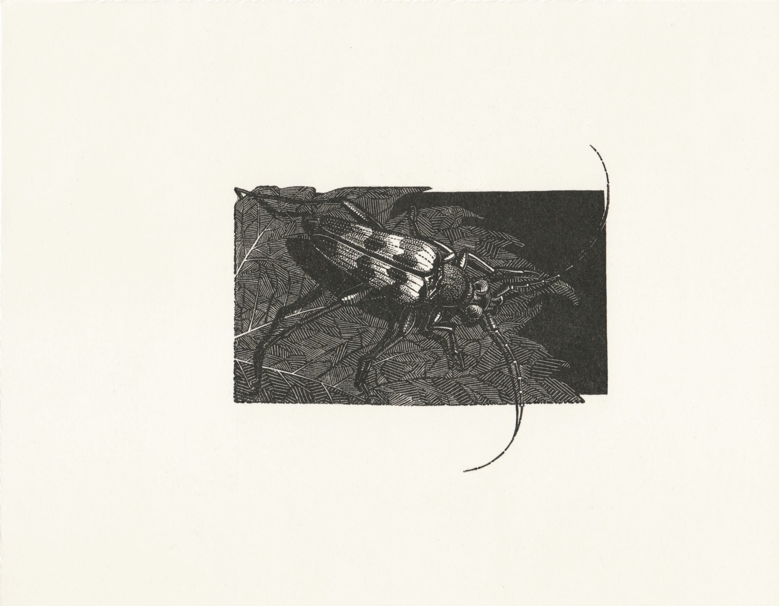 Anne Desmet RA RE, Beetle