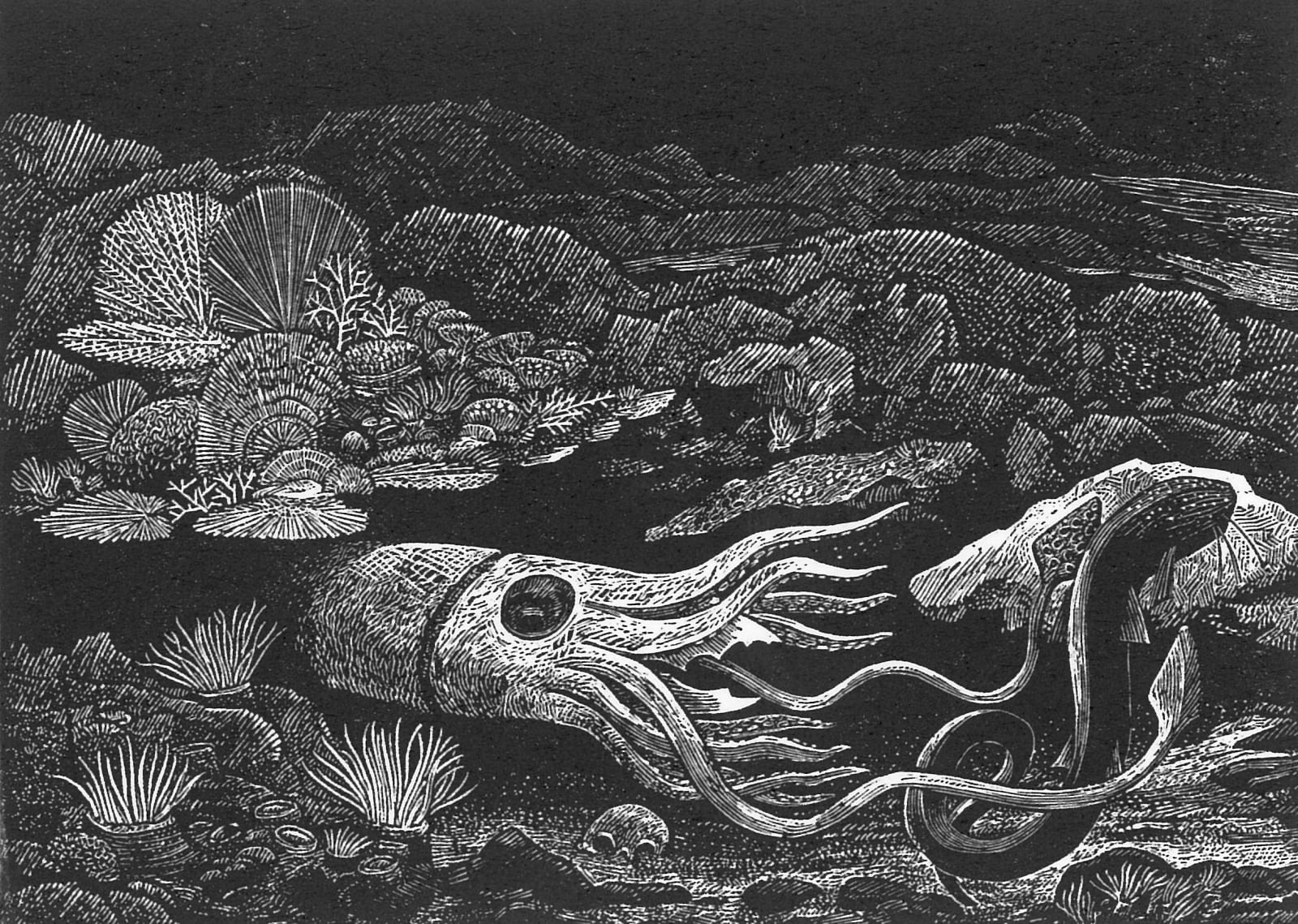 Ian Stephens RE, The Kraken