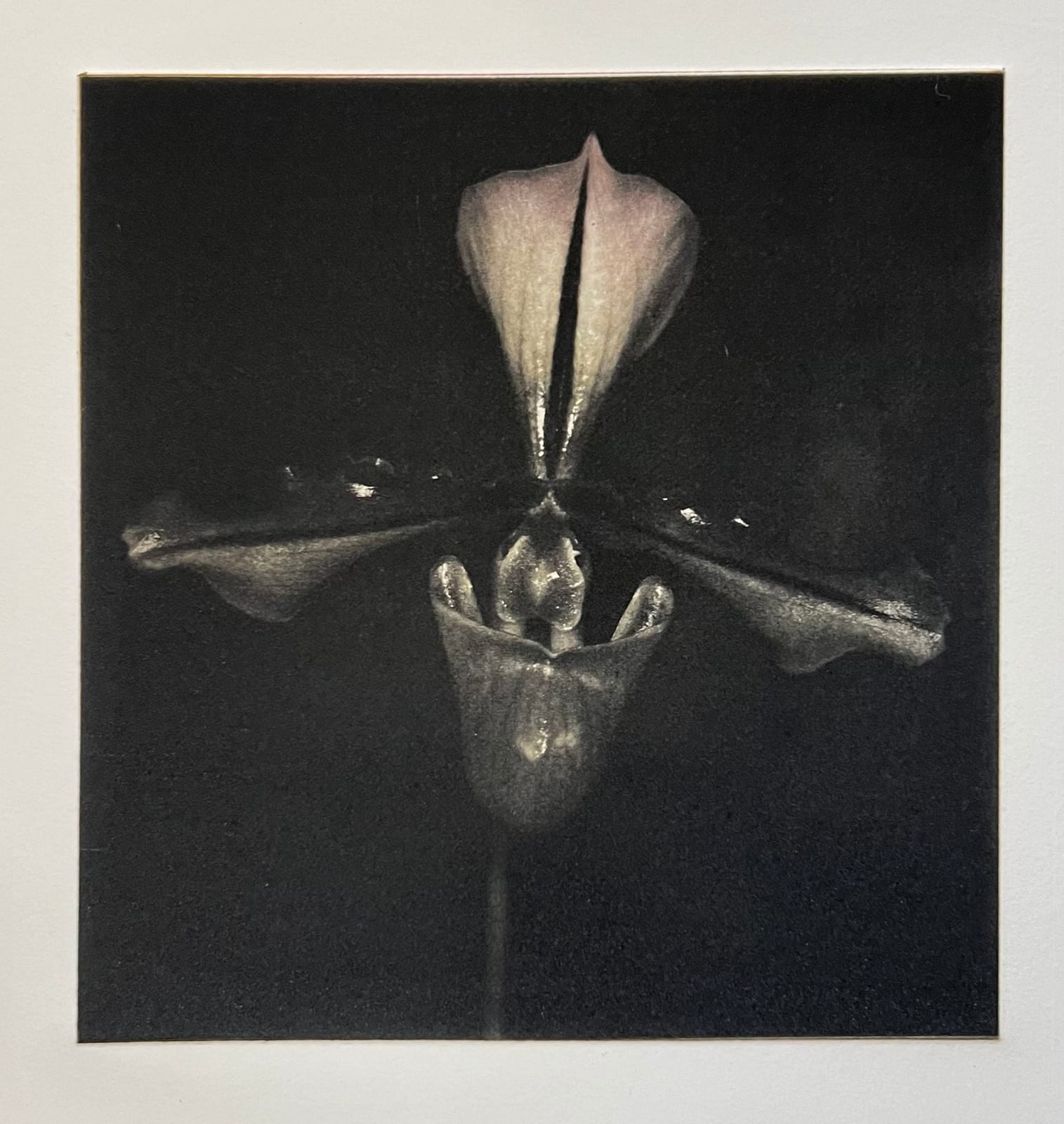 Sue Wyllie Student RE, Paphiopedipedillium