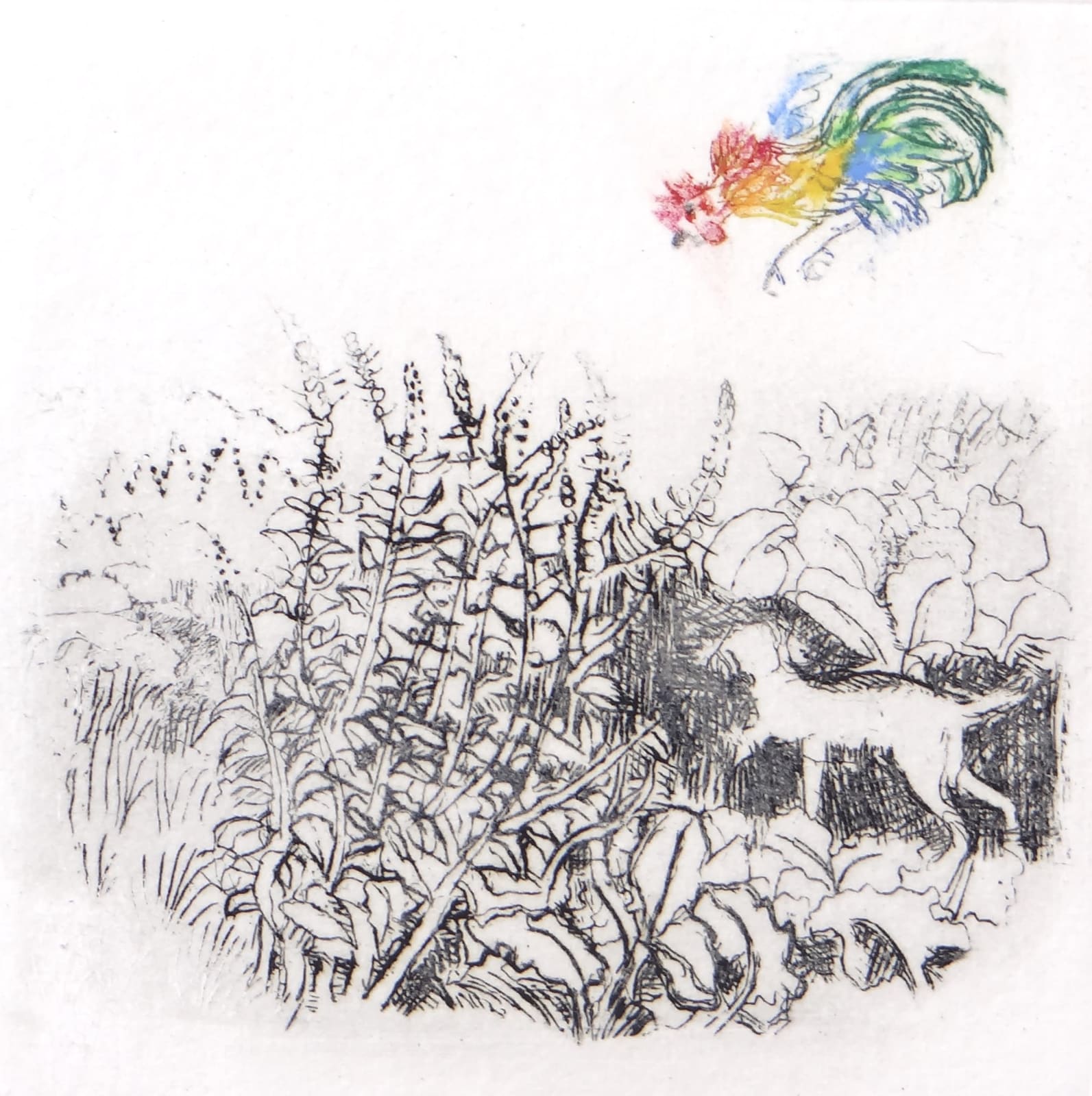 Rosamund Jones RE, Wild Cockerel