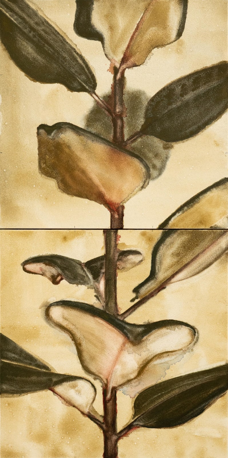 Noah Carter Guest RWS, Ficus Elastica