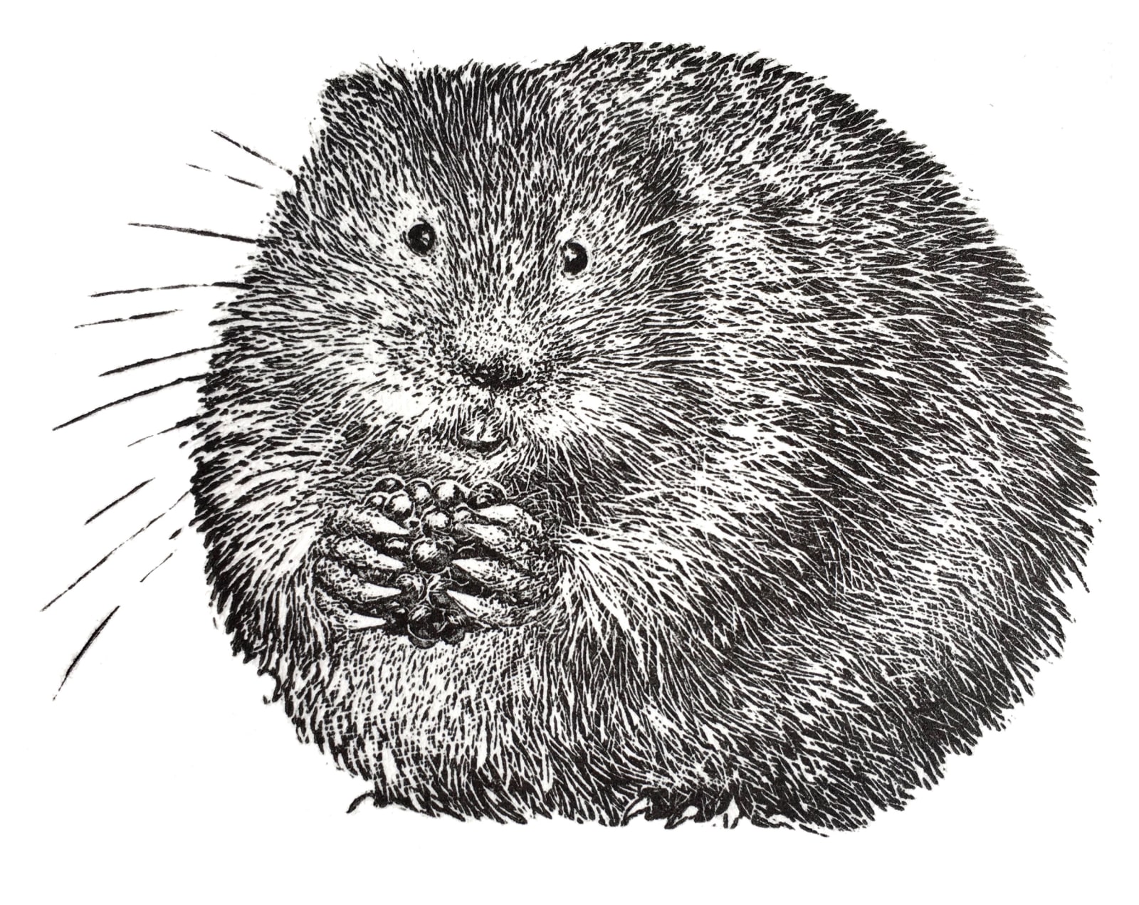 Ann Tout RE, Water Vole