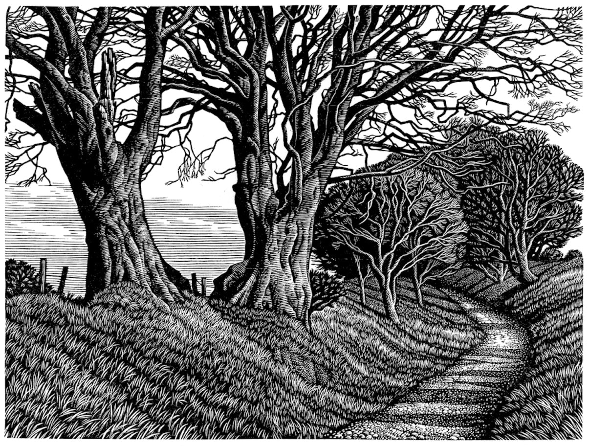 Howard Phipps ARE, Lewesdon Hill Beeches