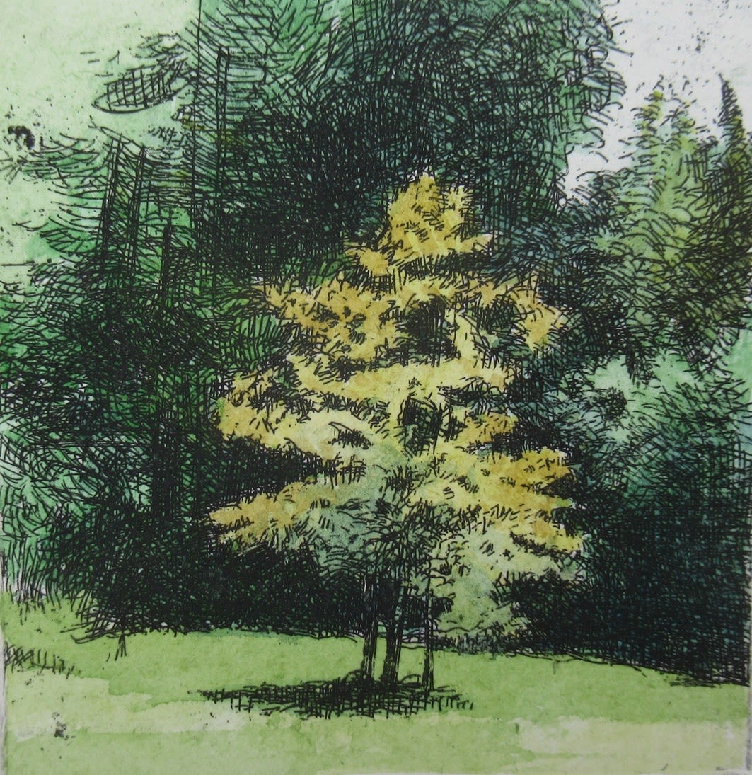 Michael Middleton RWS RE, Small Tree Bright Sun