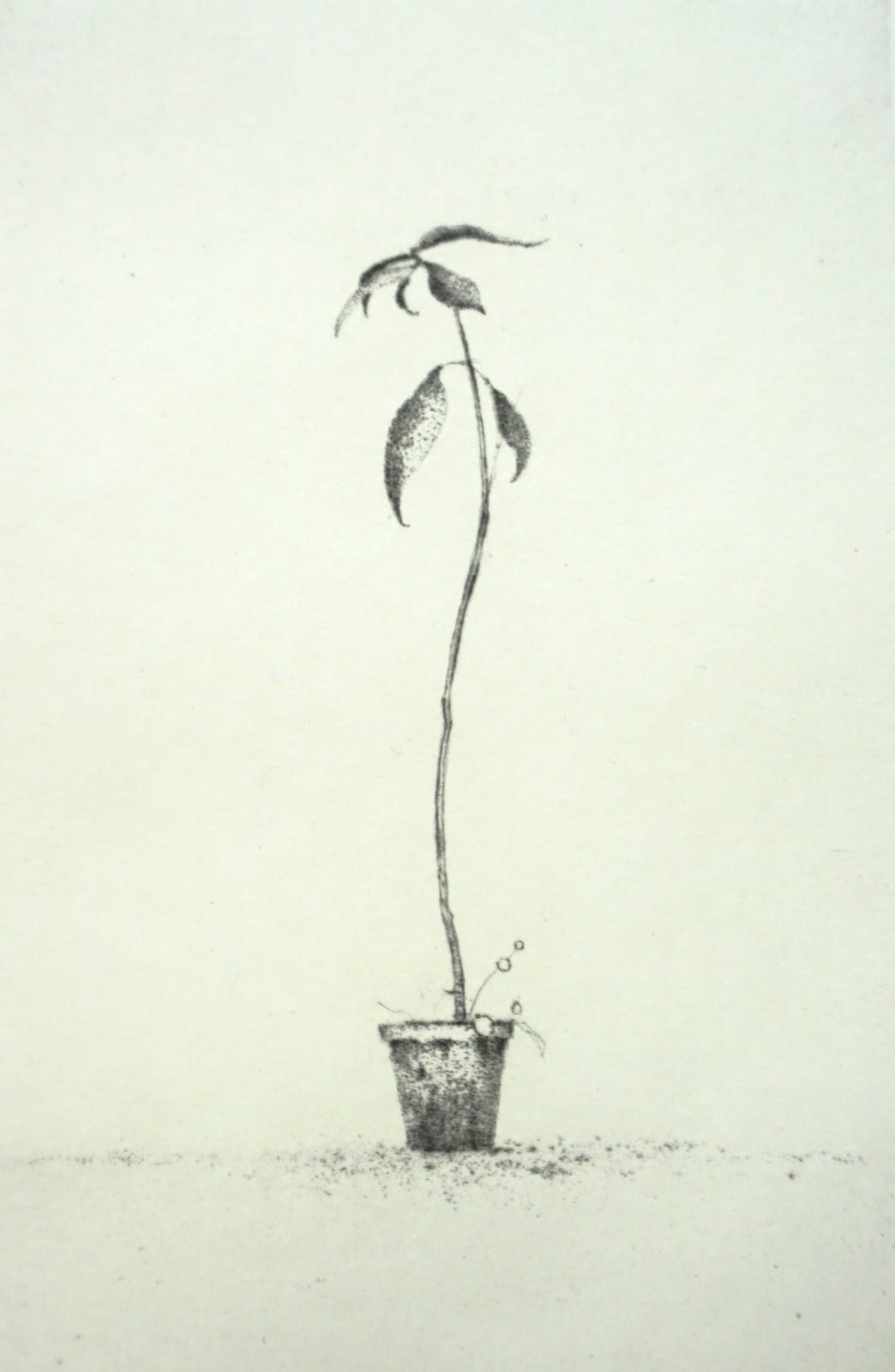 Lars Nyberg RE, Young Avocado