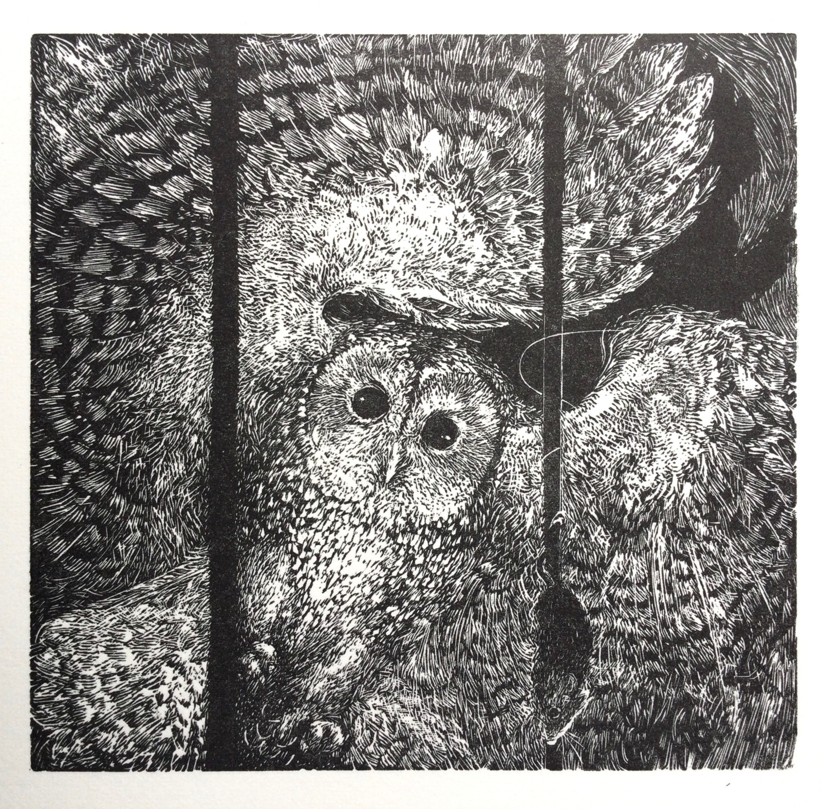 Ann Tout RE, Tawny Owl