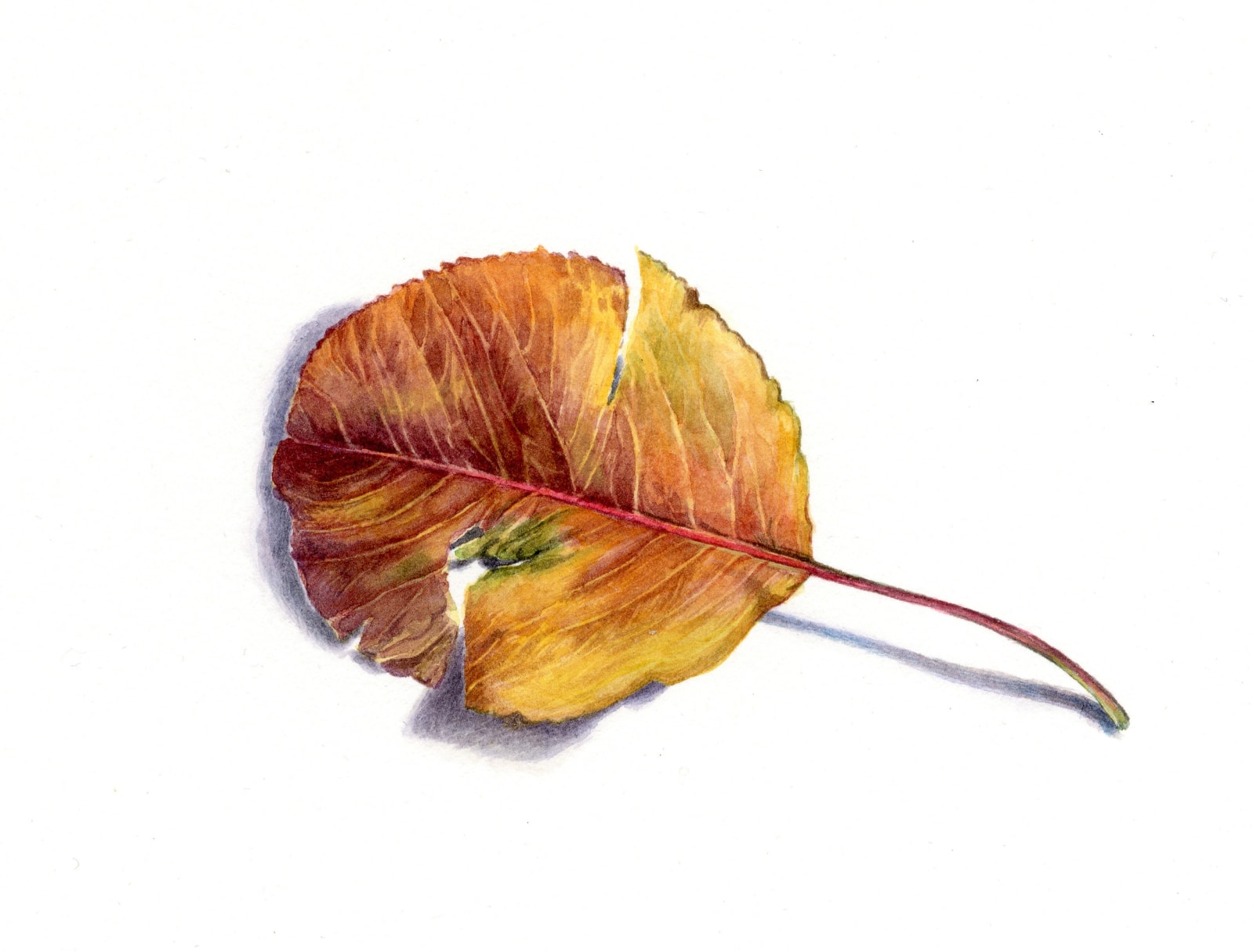 Liz Butler RWS, Leaf from the Pear Tree