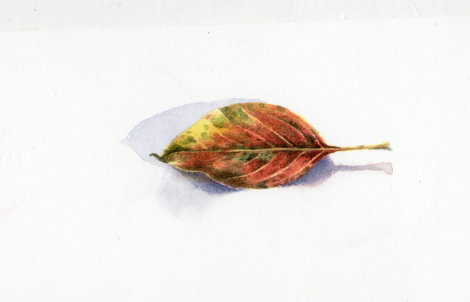 Liz Butler RWS, Autumn Leaf II