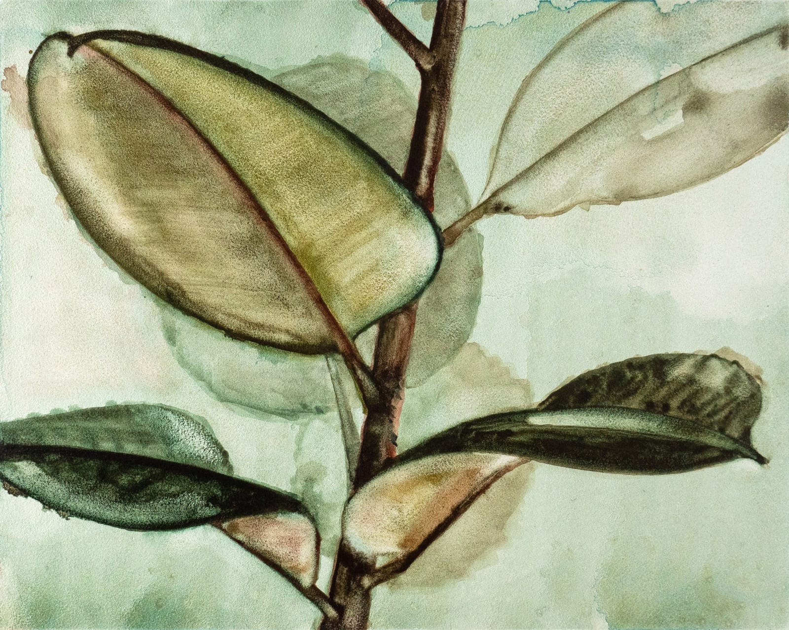 Noah Carter Guest RWS, Rubber Plant