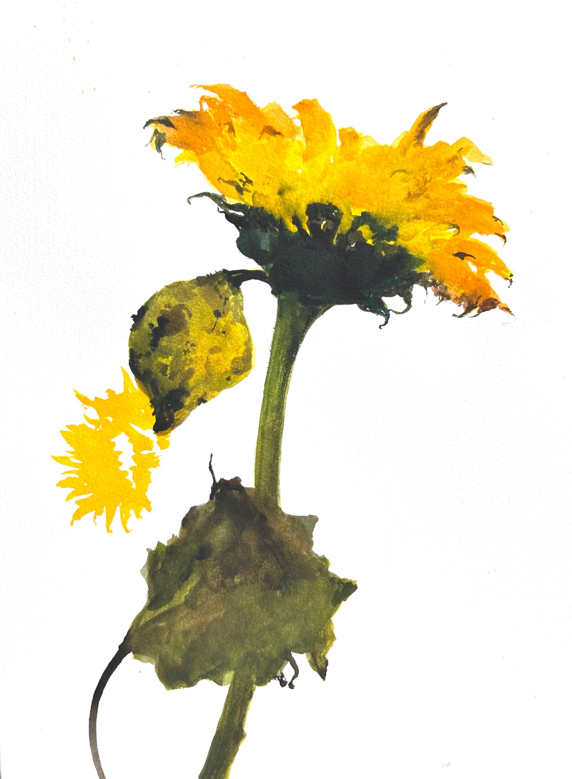 David Rees Davies ARWS, Sunflower (Mid Evening)