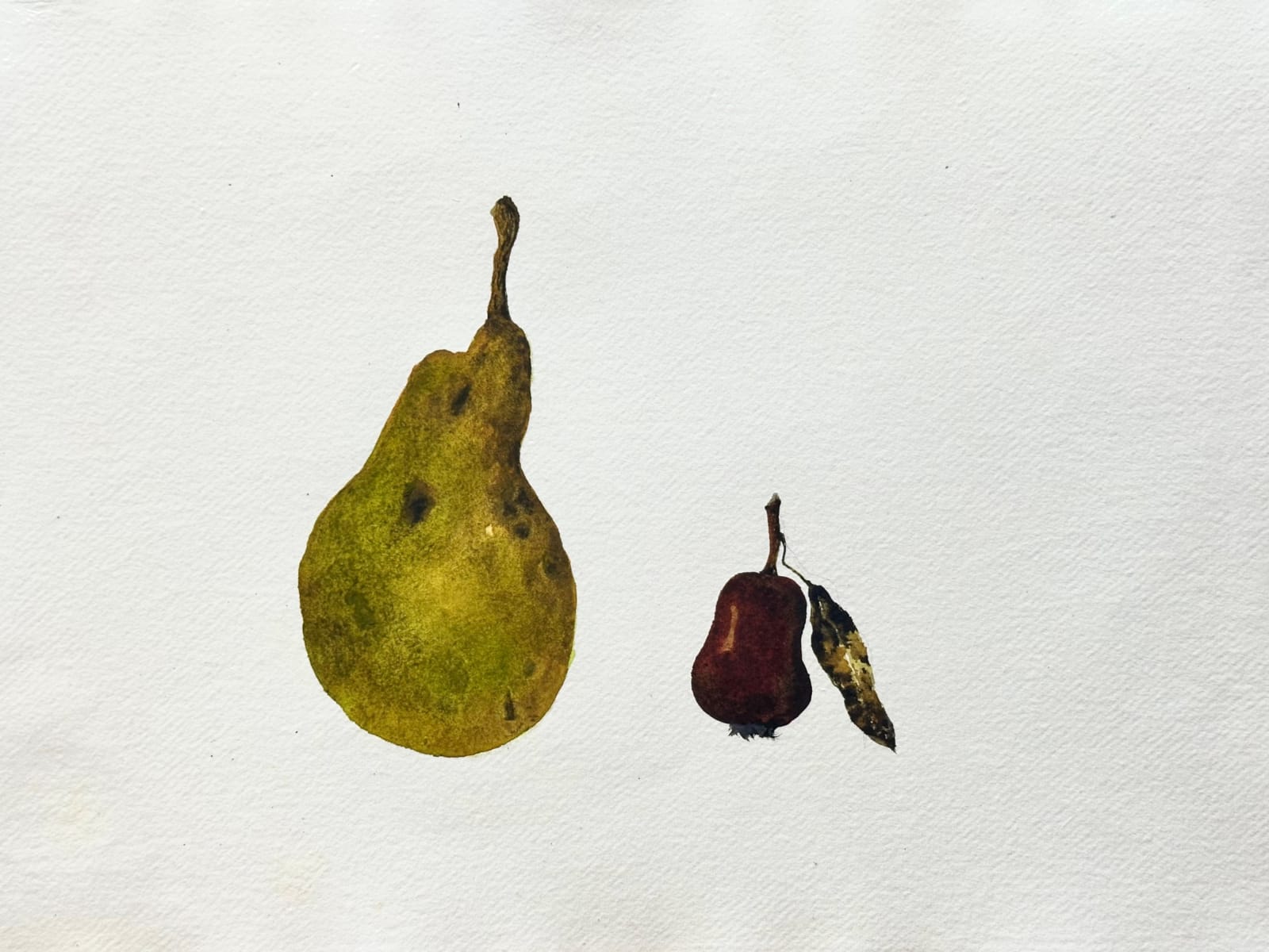 David Rees Davies ARWS, A Quince From The Garden of Henry James & A Mini Pear From Great Dixter