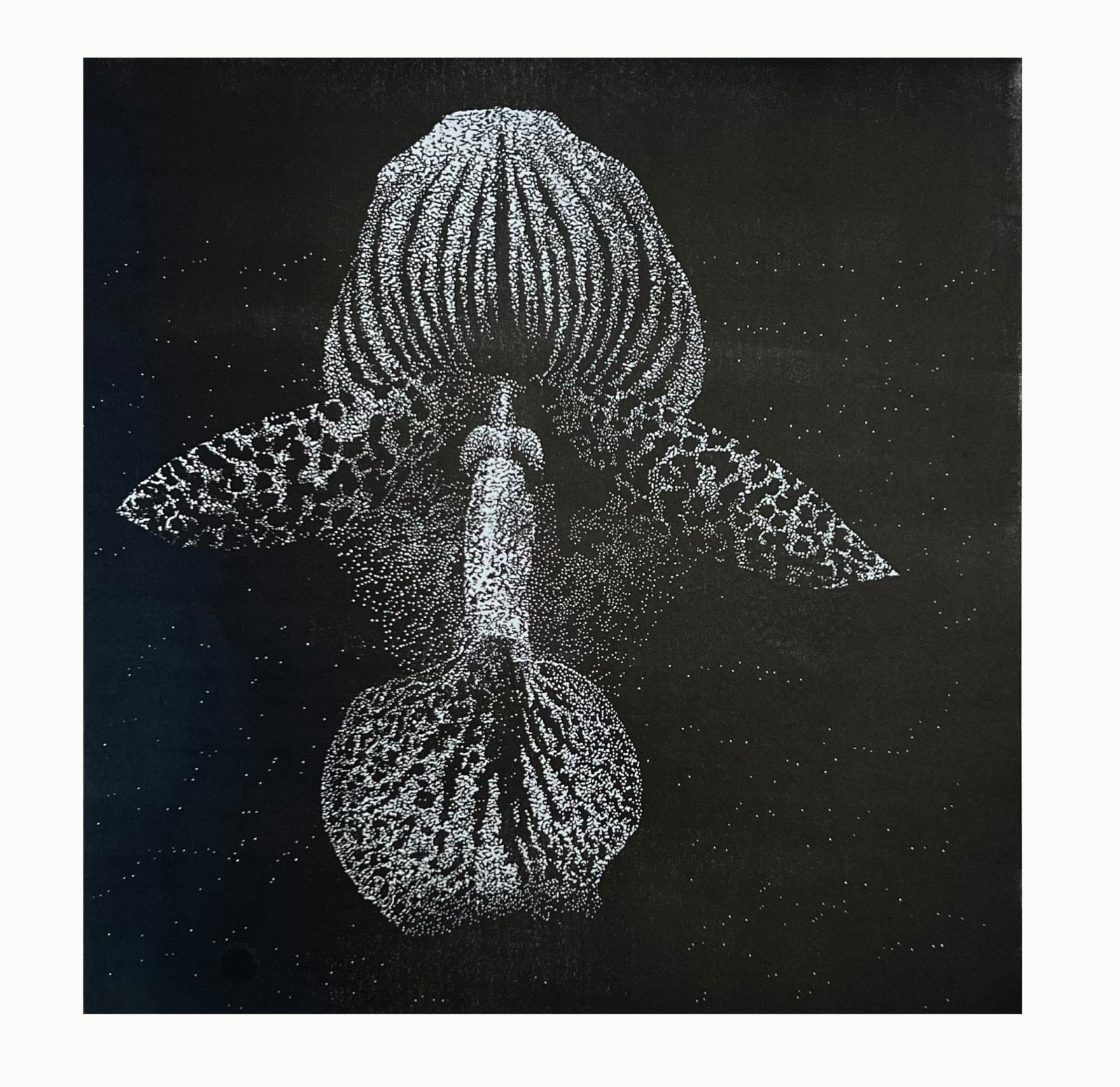 Sue Wyllie Student RE, Orchis