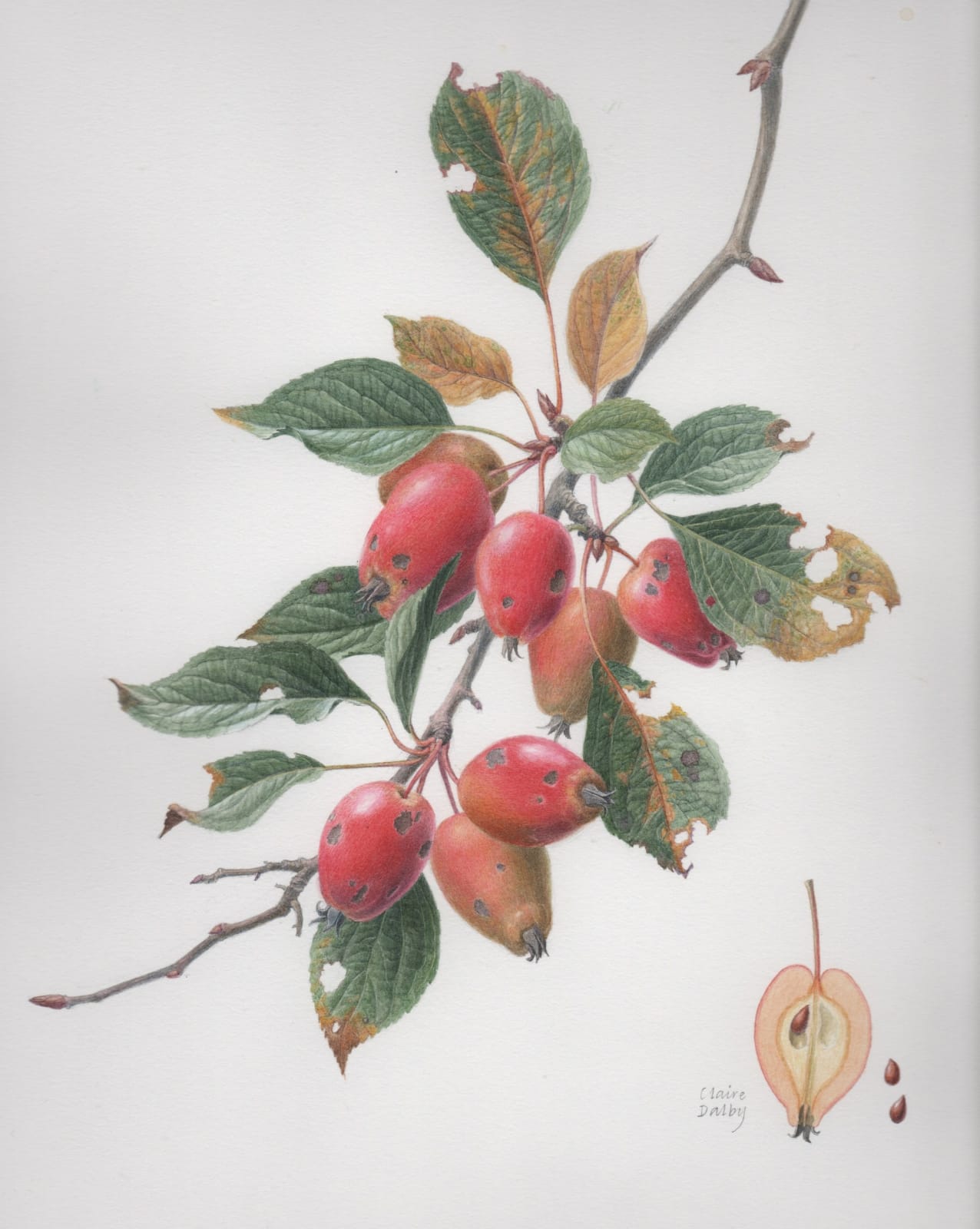 Claire Dalby RWS RE, Crab Apple "John Downie"