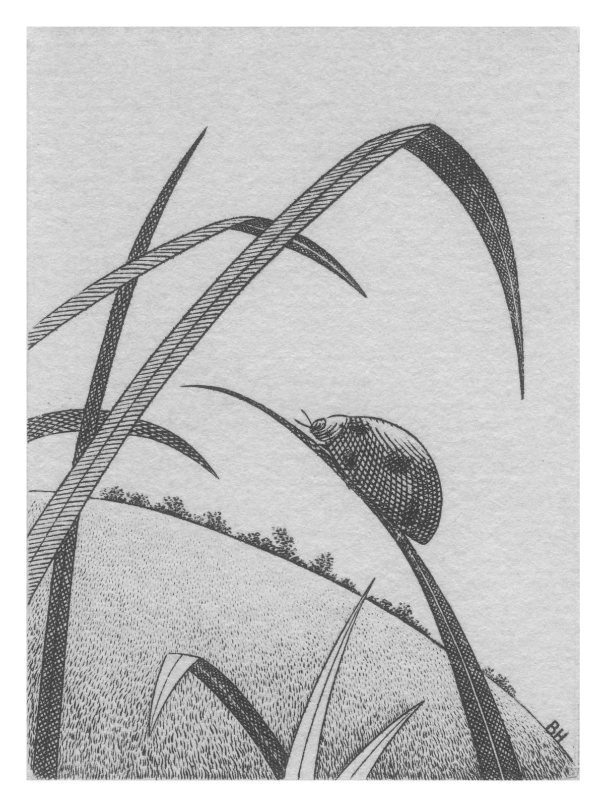 Brian Hanscomb RE, Ladybird