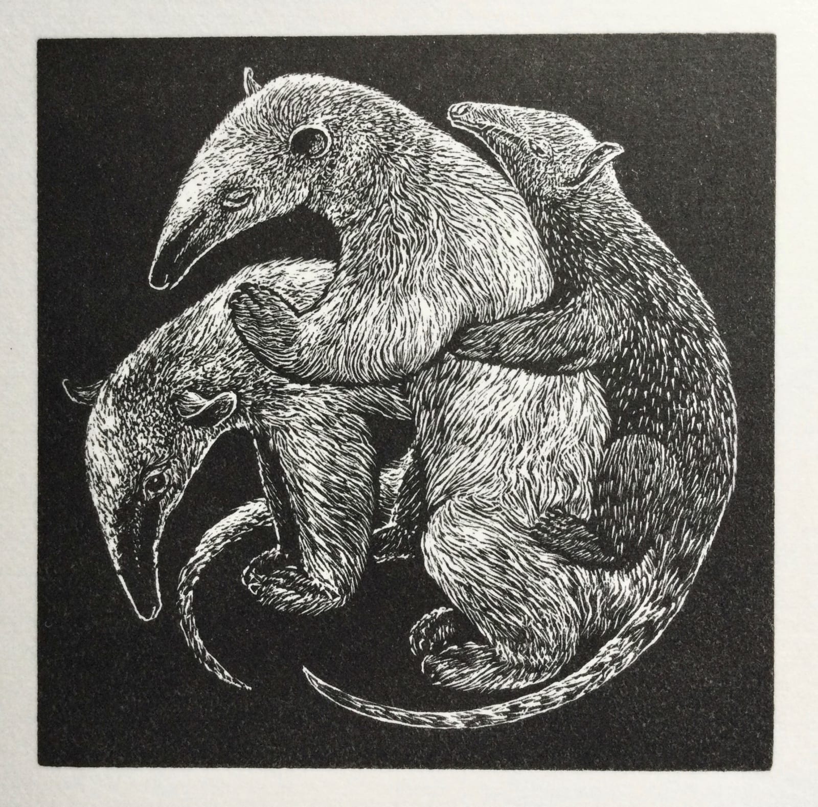 Ann Tout RE, Anteaters