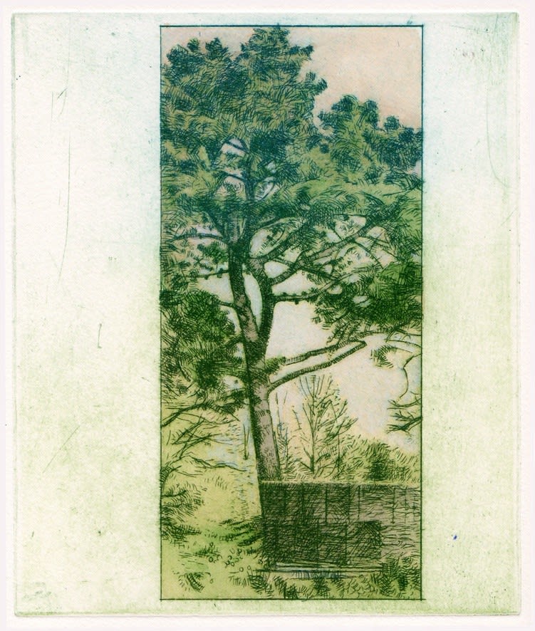 Michael Middleton RWS RE, Hyde Hall (Tree Study)