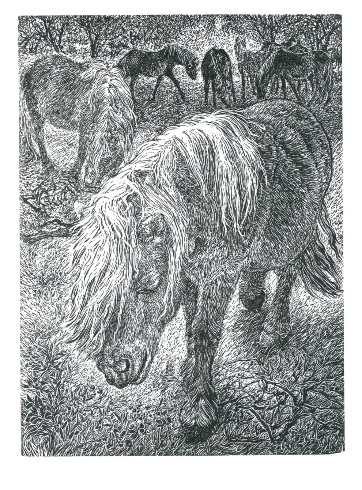 Ann Tout RE, In the New Forest