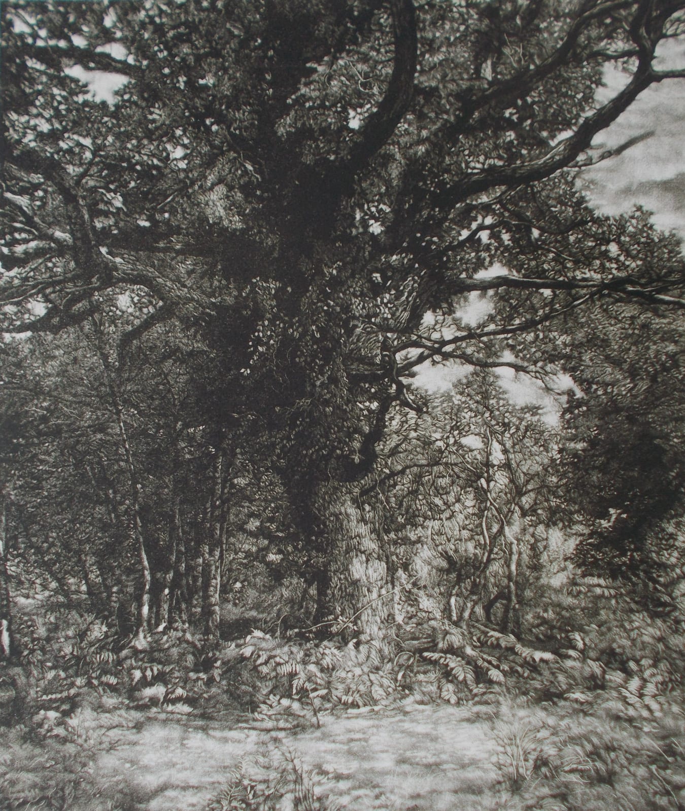 Martin Mitchell ARE, Autumn Oak