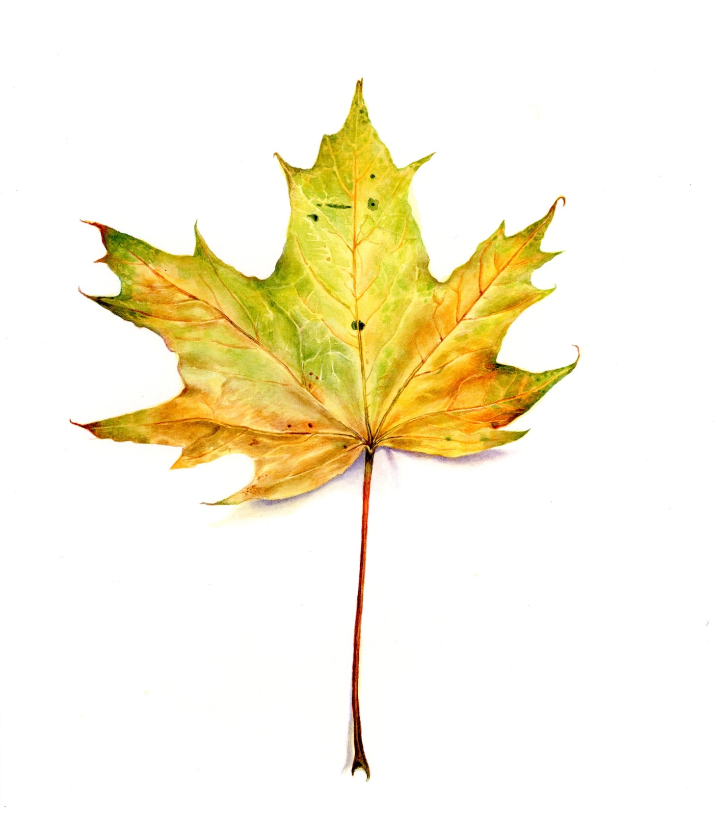 Liz Butler RWS, Golden Maple