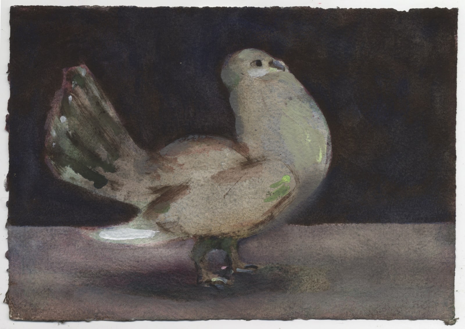 Charles Williams PRWS, Preening Pigeon V1