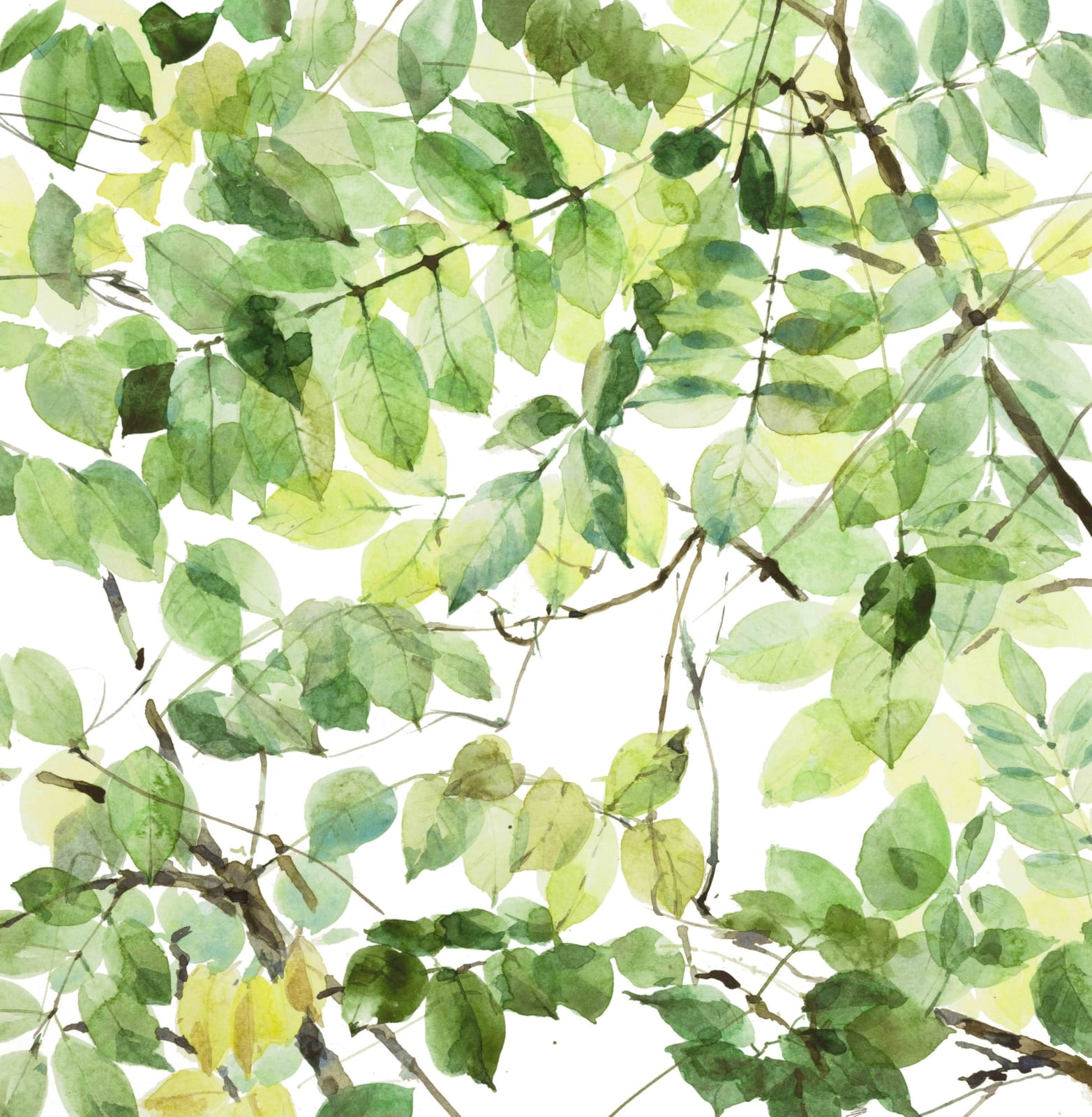 Emma Chambers RWS, Wisteria, Looking up 2