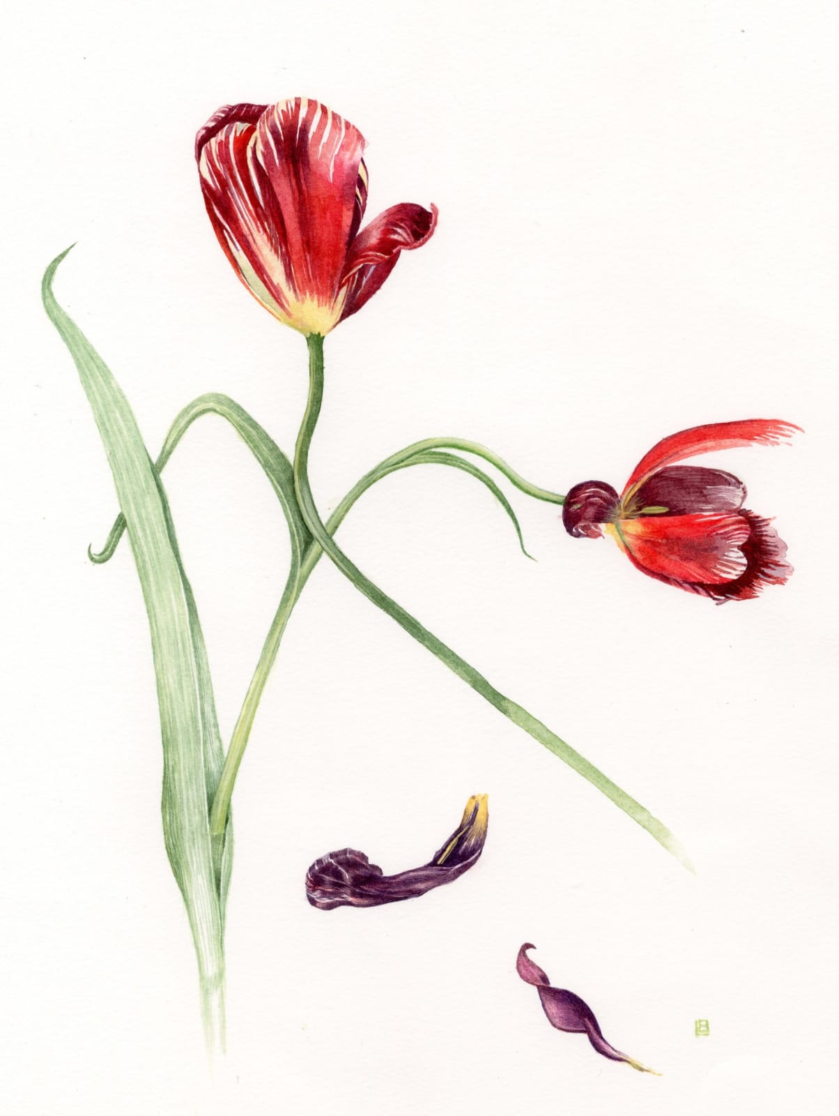 Liz Butler RWS, Tulips (rhubarb and custard)