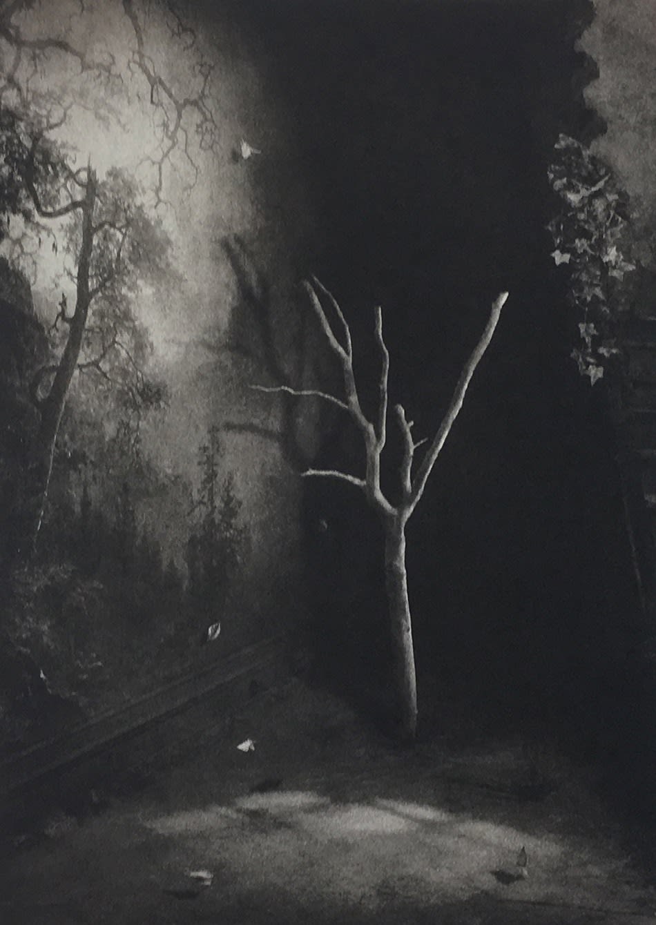Suzanne Moxhay ARE, Room With Bare Tree