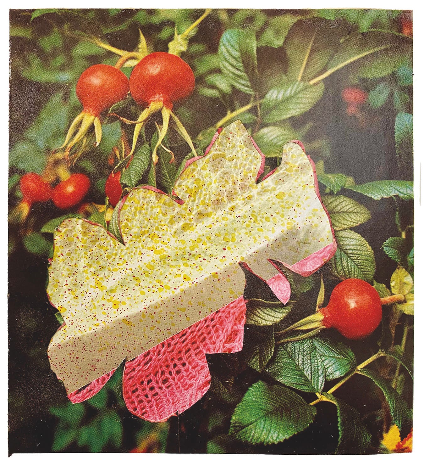 David Ferry PRE, Flower Montage III