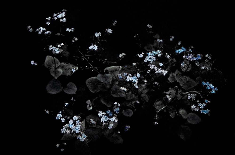 Aimée Hoving, Forget-me-not in blue, 2023