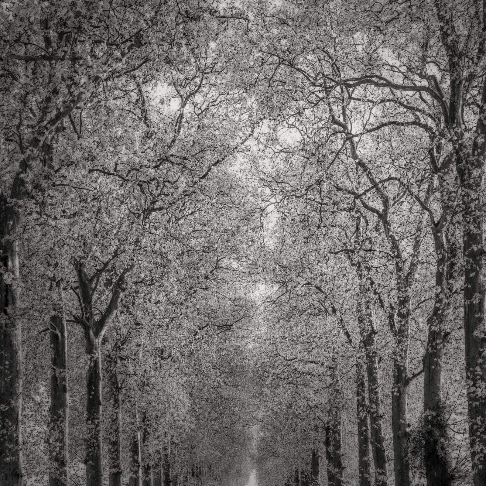 Jeffrey Conley, Entwined Trees and Path, Fontainebleau, France, 2022