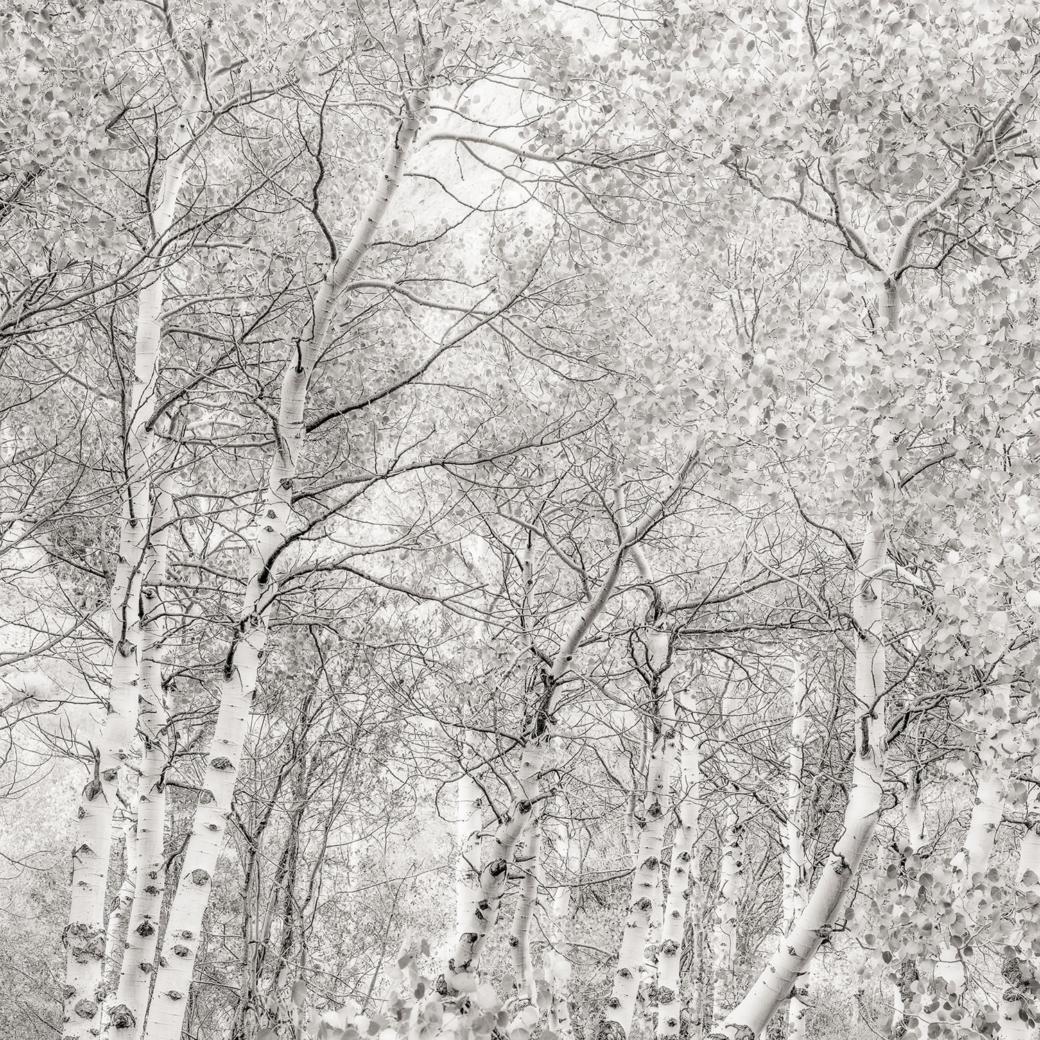 Jeffrey Conley, Sierra Aspen, California, 2014